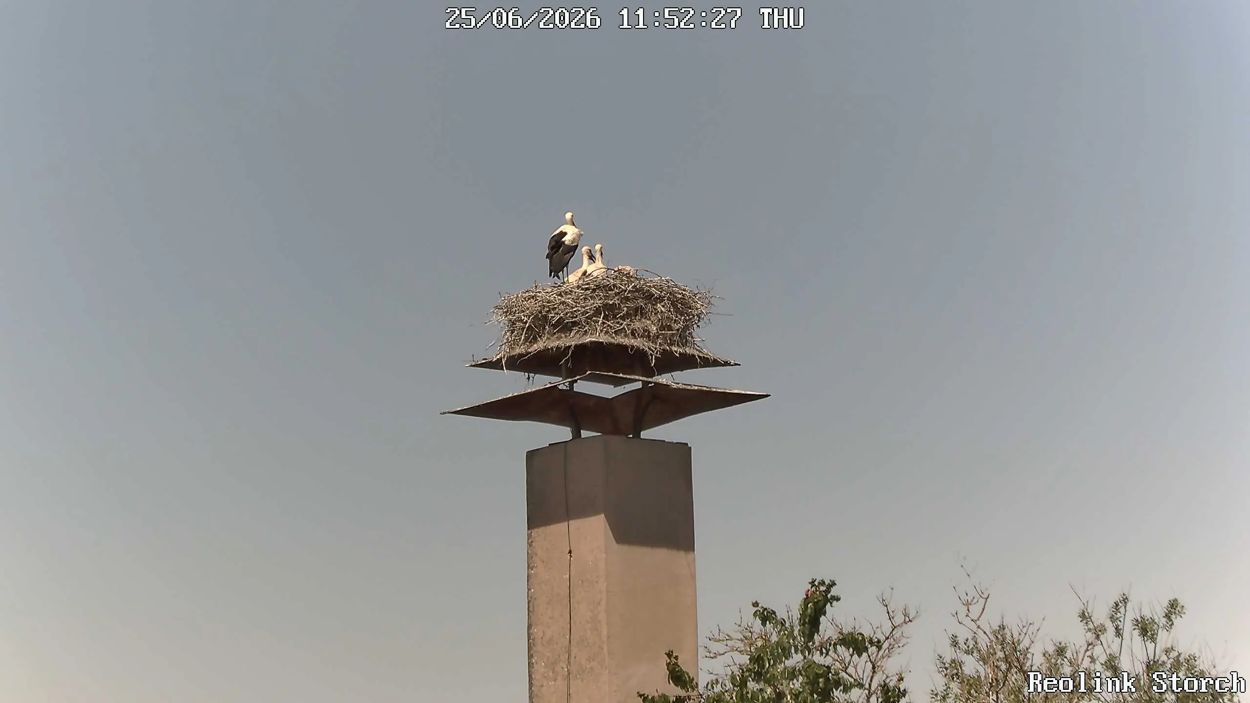 Storchencam Bild