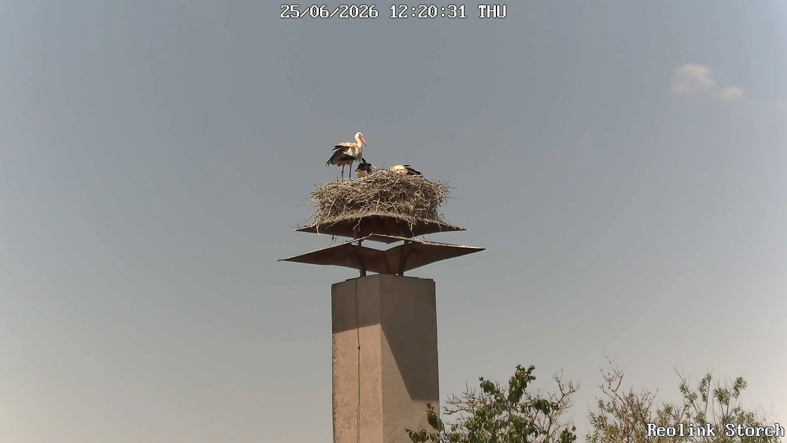 Storchencam Bild