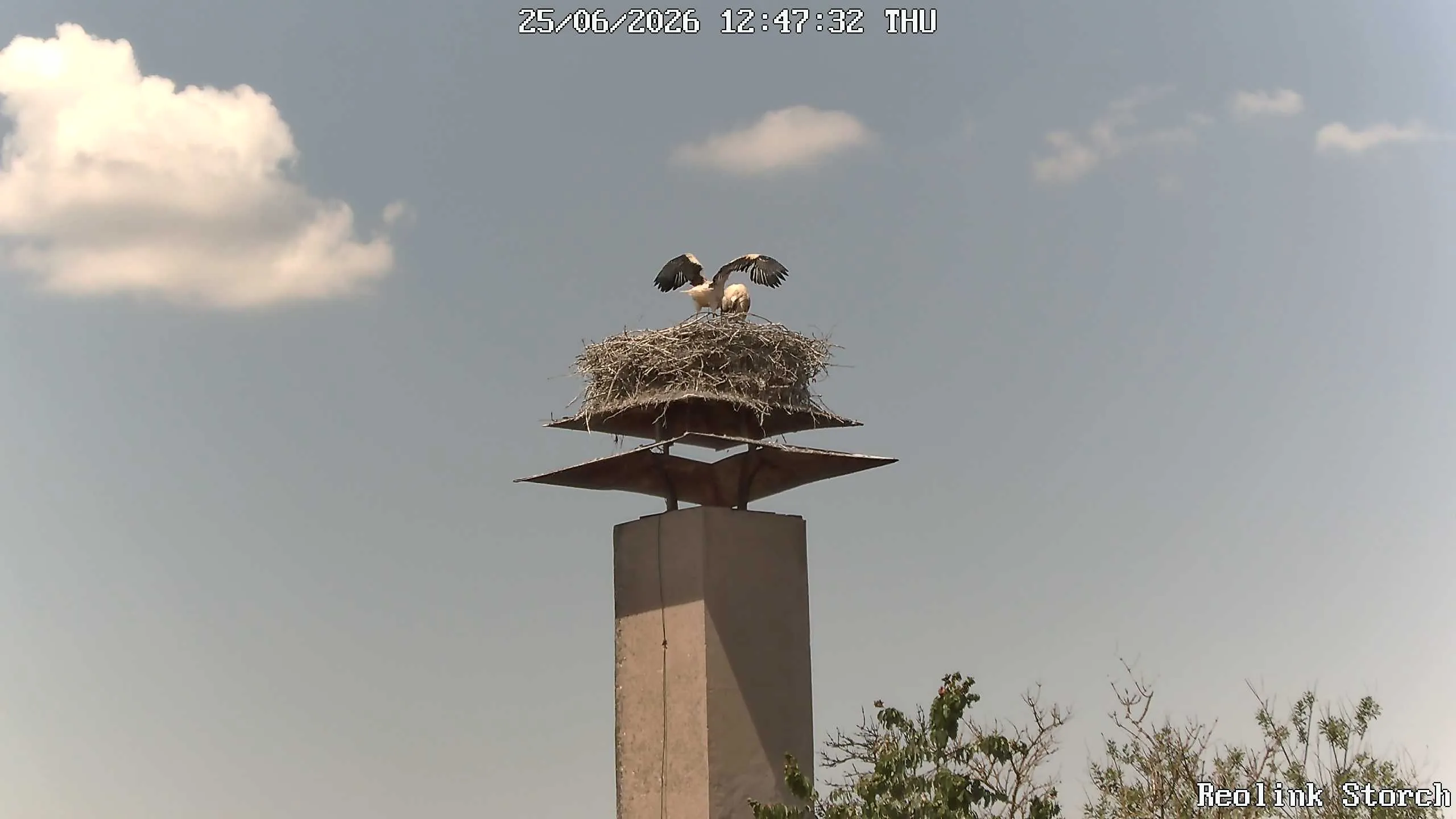 Storchencam Bild