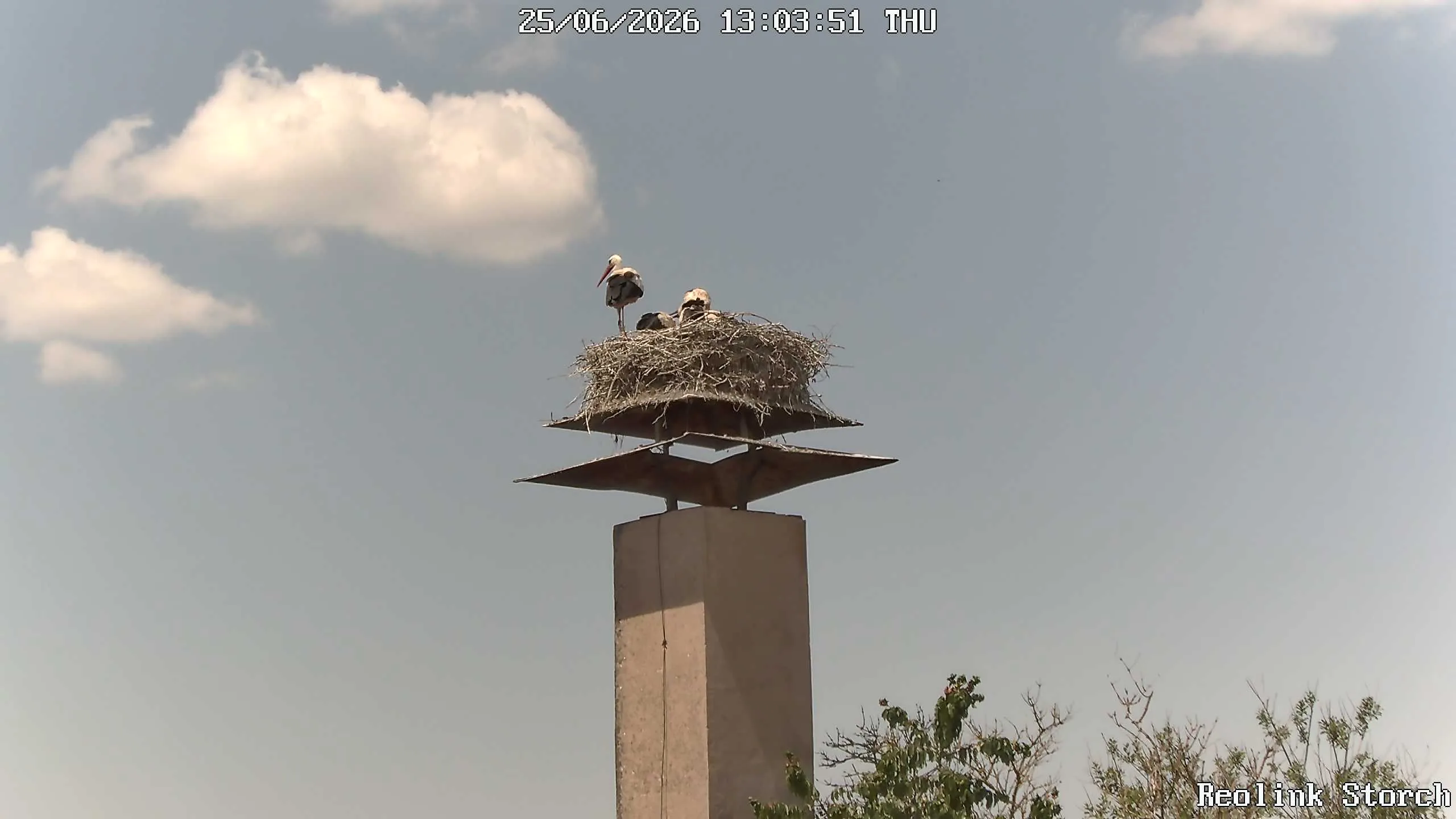 Storchencam Bild