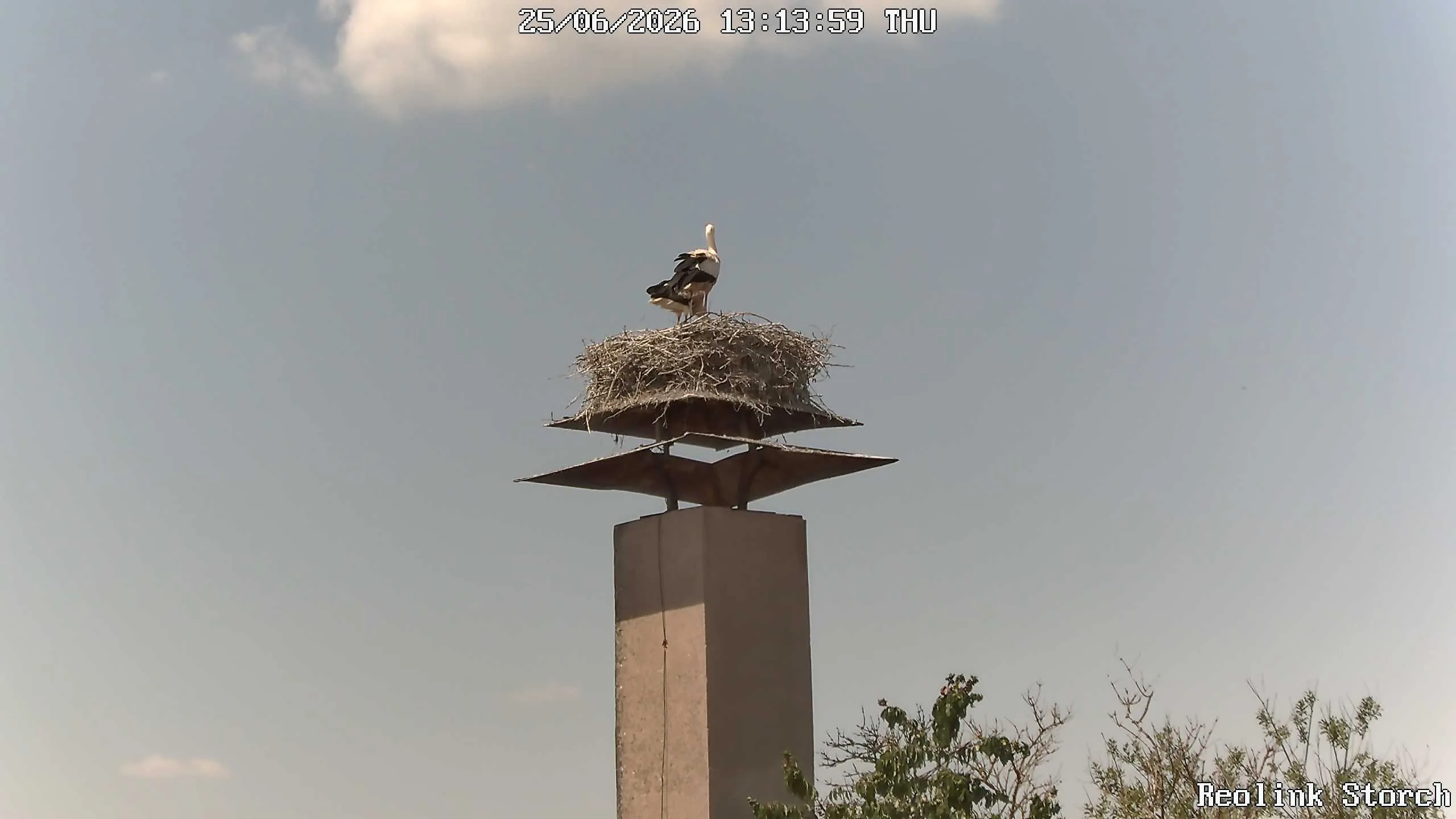 Storchencam Bild