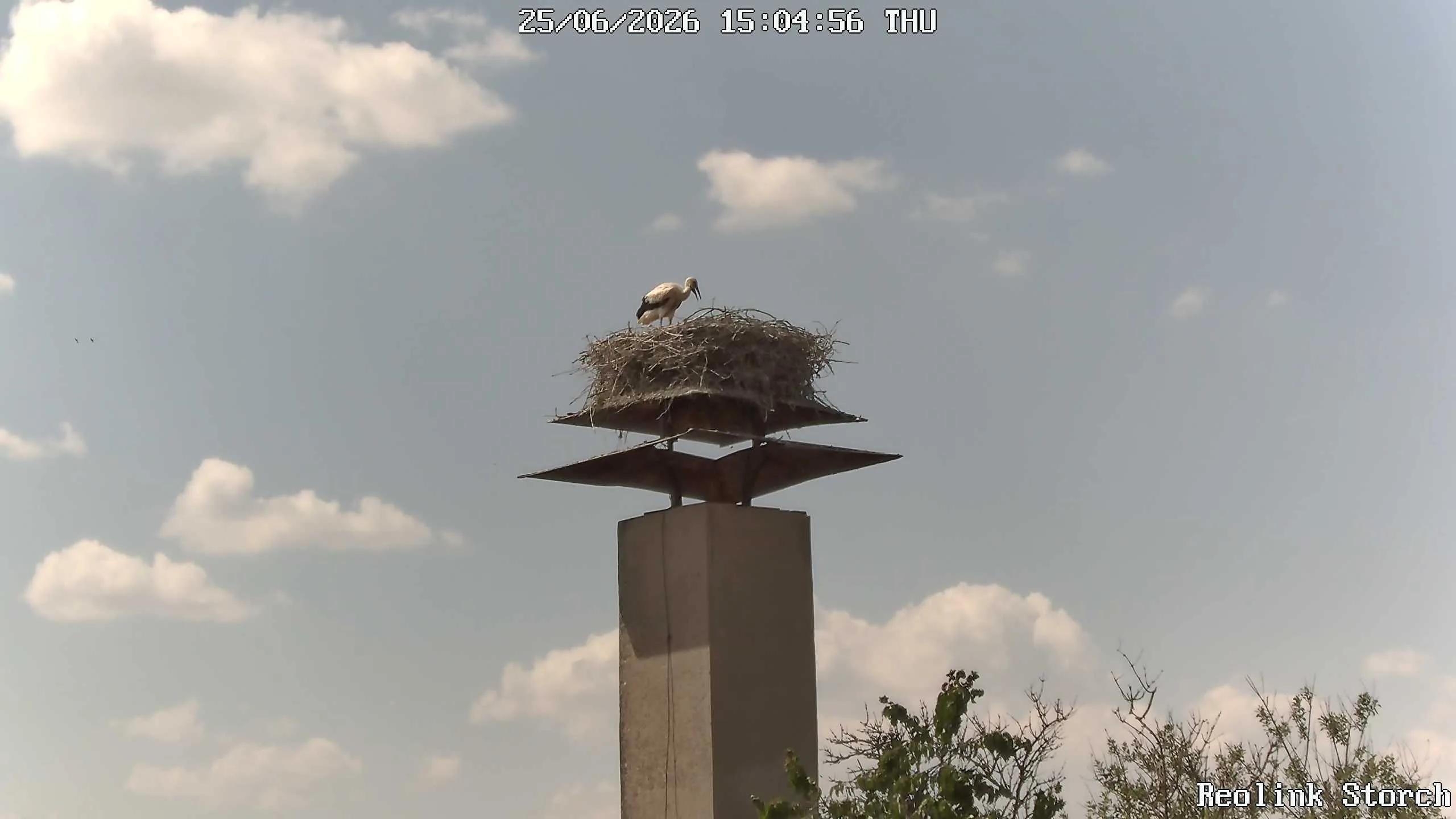 Storchencam Bild
