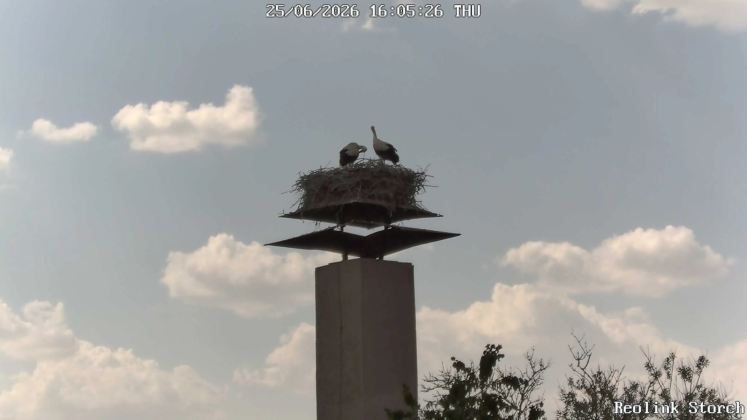 Storchencam Bild
