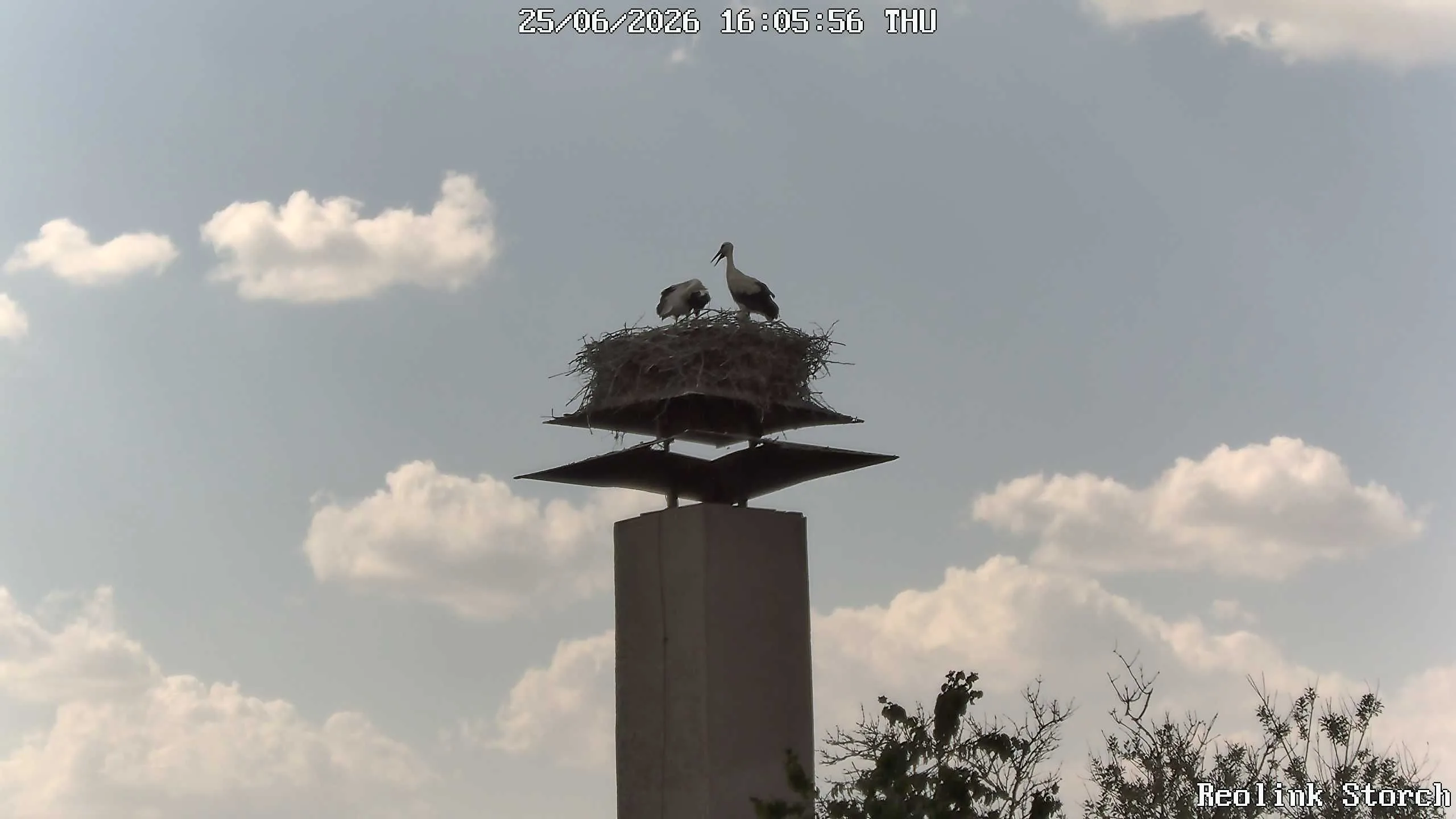 Storchencam Bild