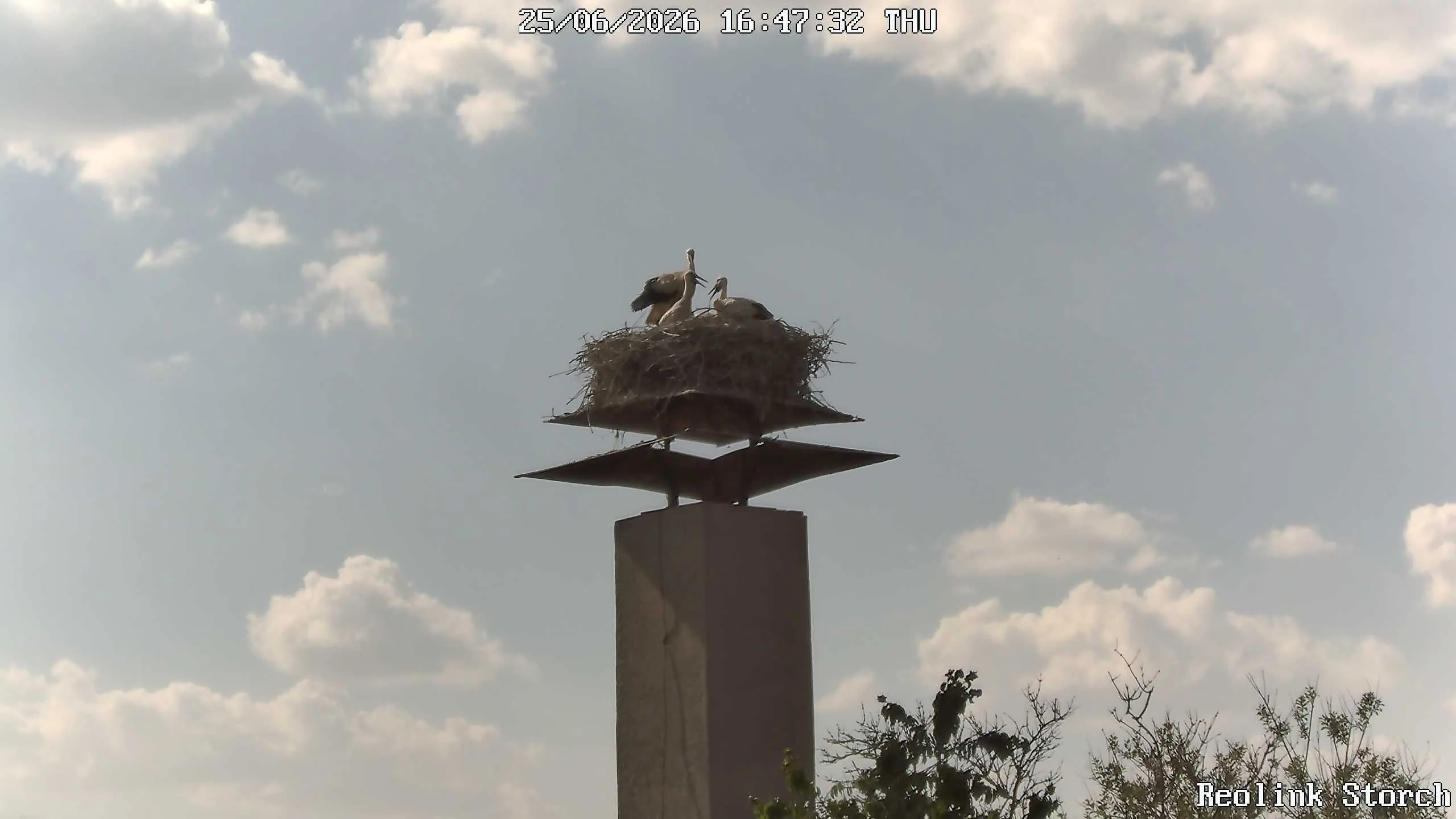 Storchencam Bild