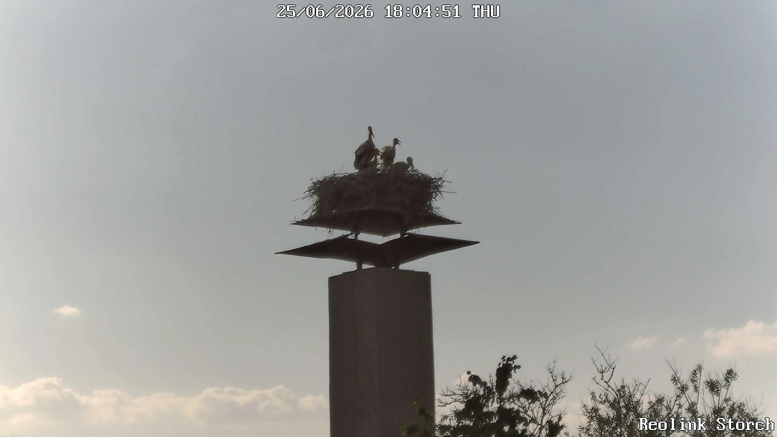 Storchencam Bild