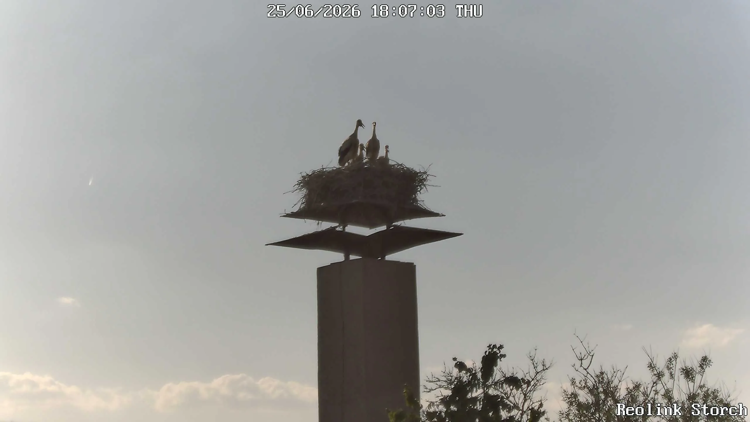 Storchencam Bild