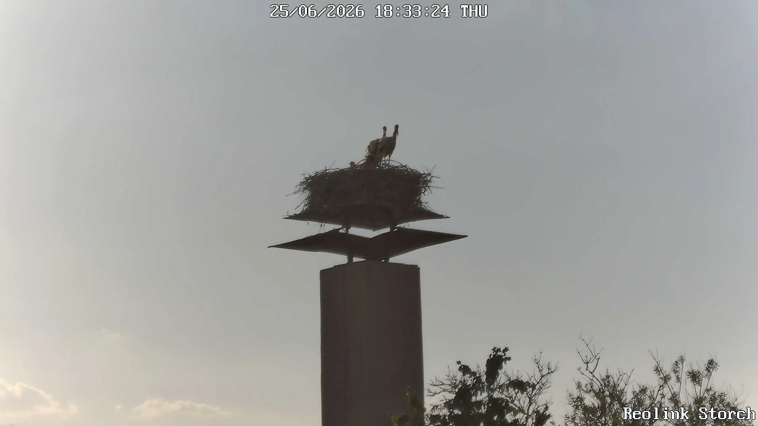 Storchencam Bild