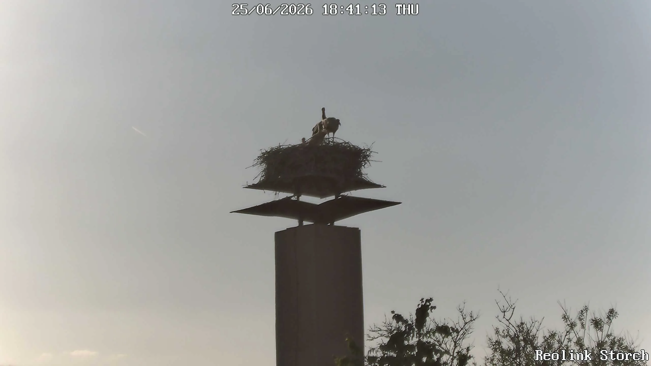 Storchencam Bild