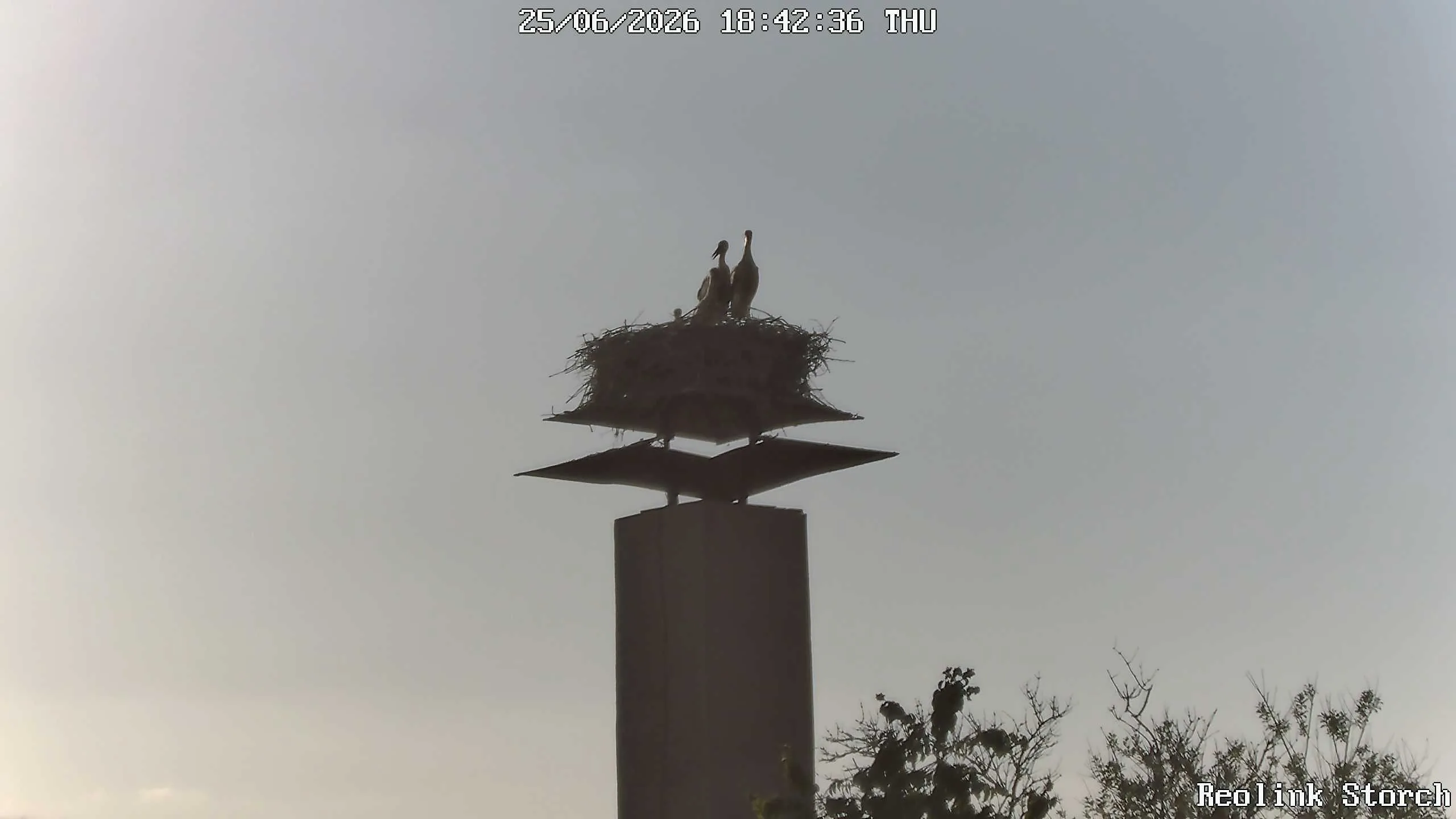Storchencam Bild