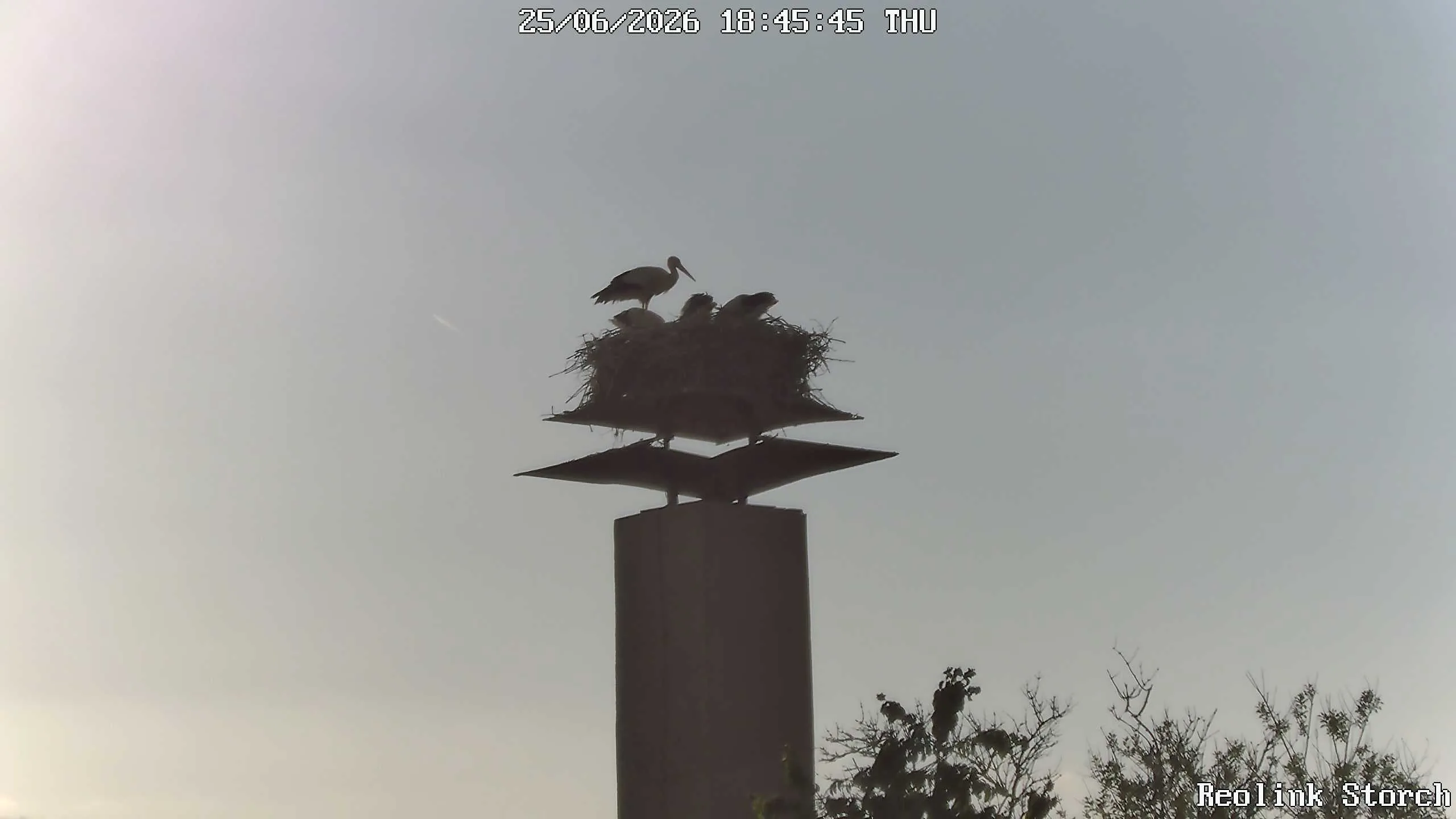 Storchencam Bild