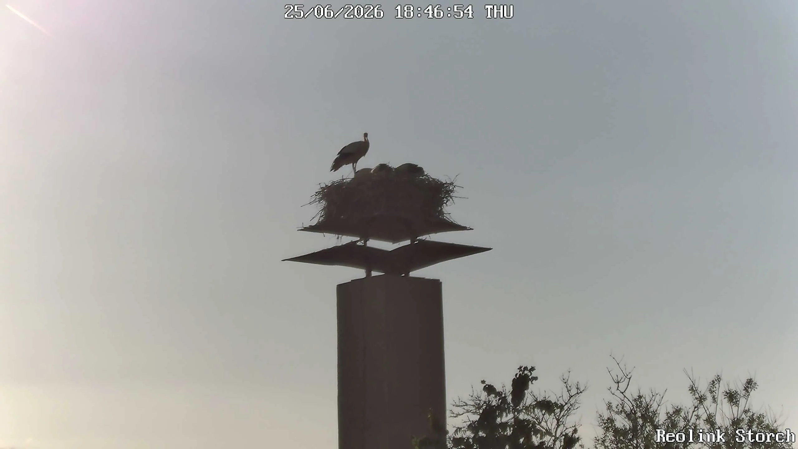 Storchencam Bild