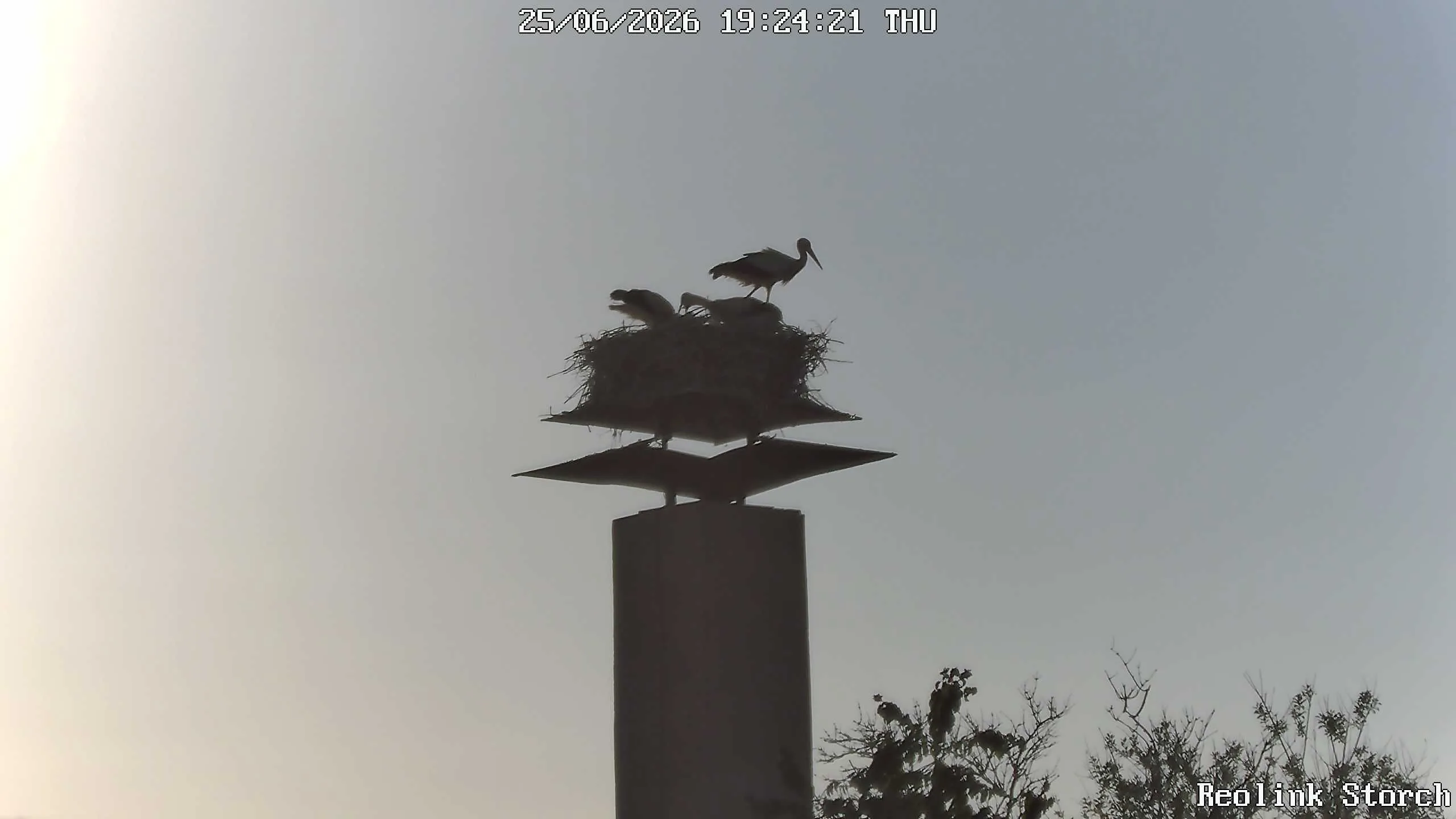 Storchencam Bild
