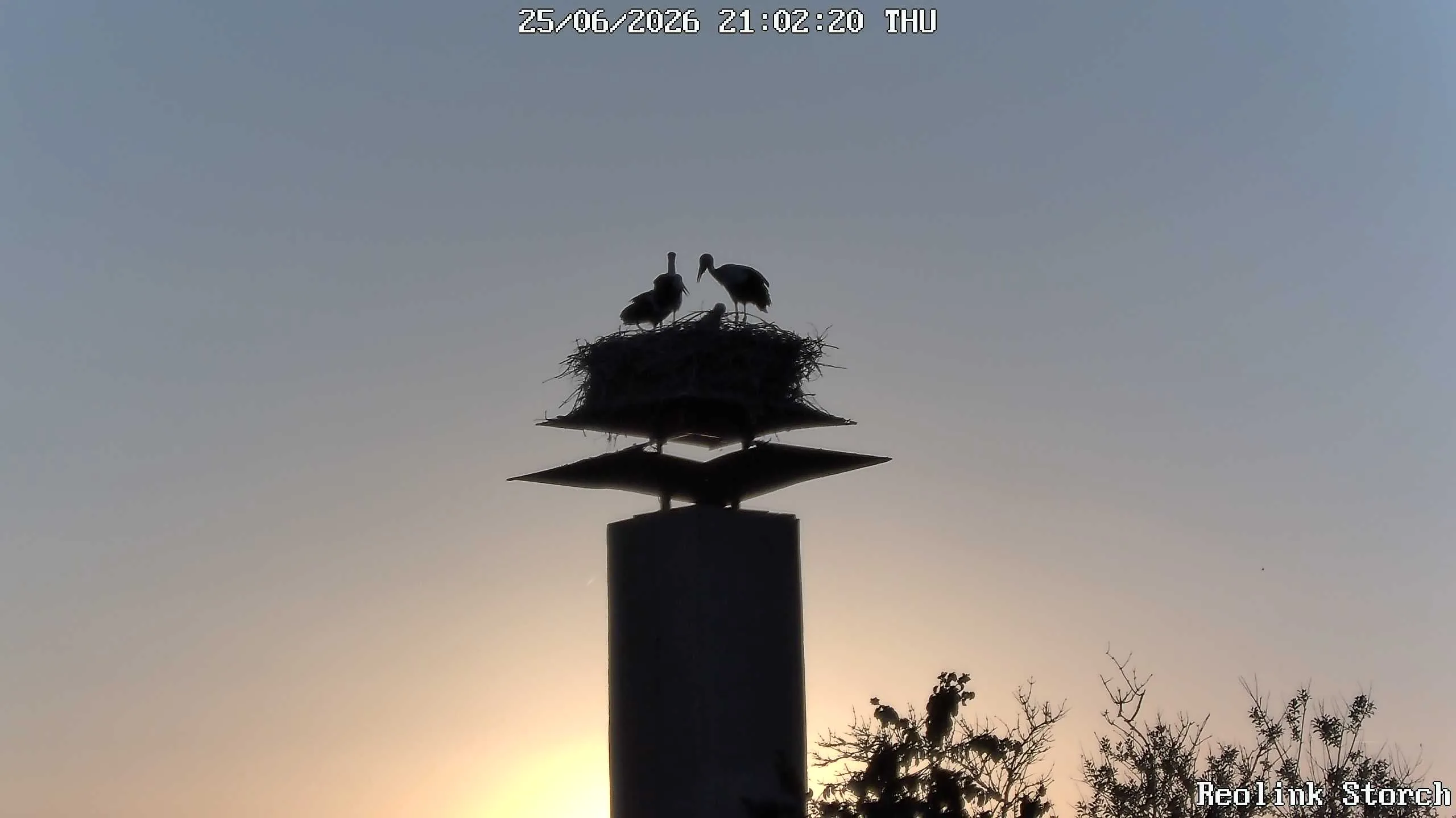 Storchencam Bild