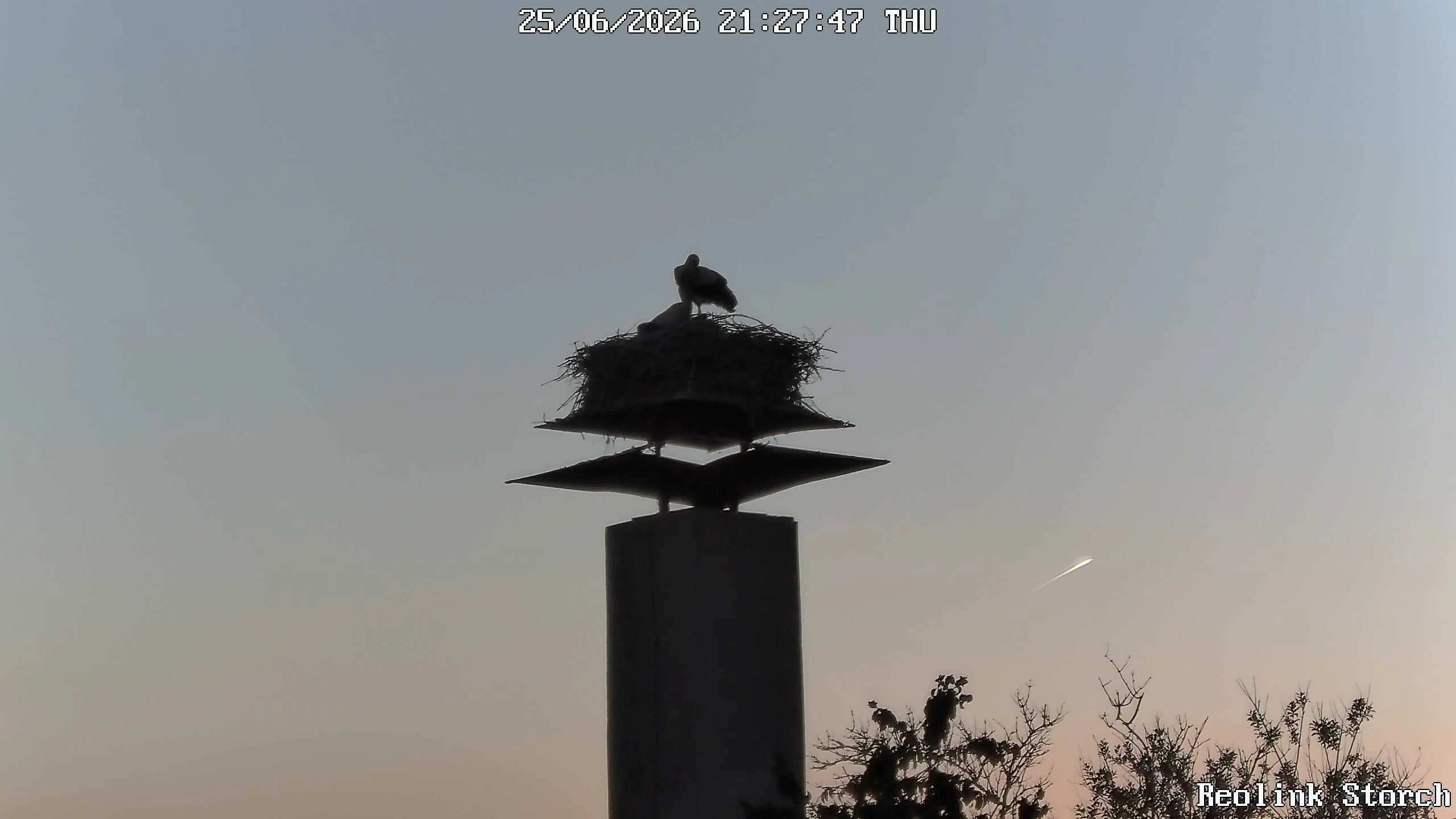Storchencam Bild