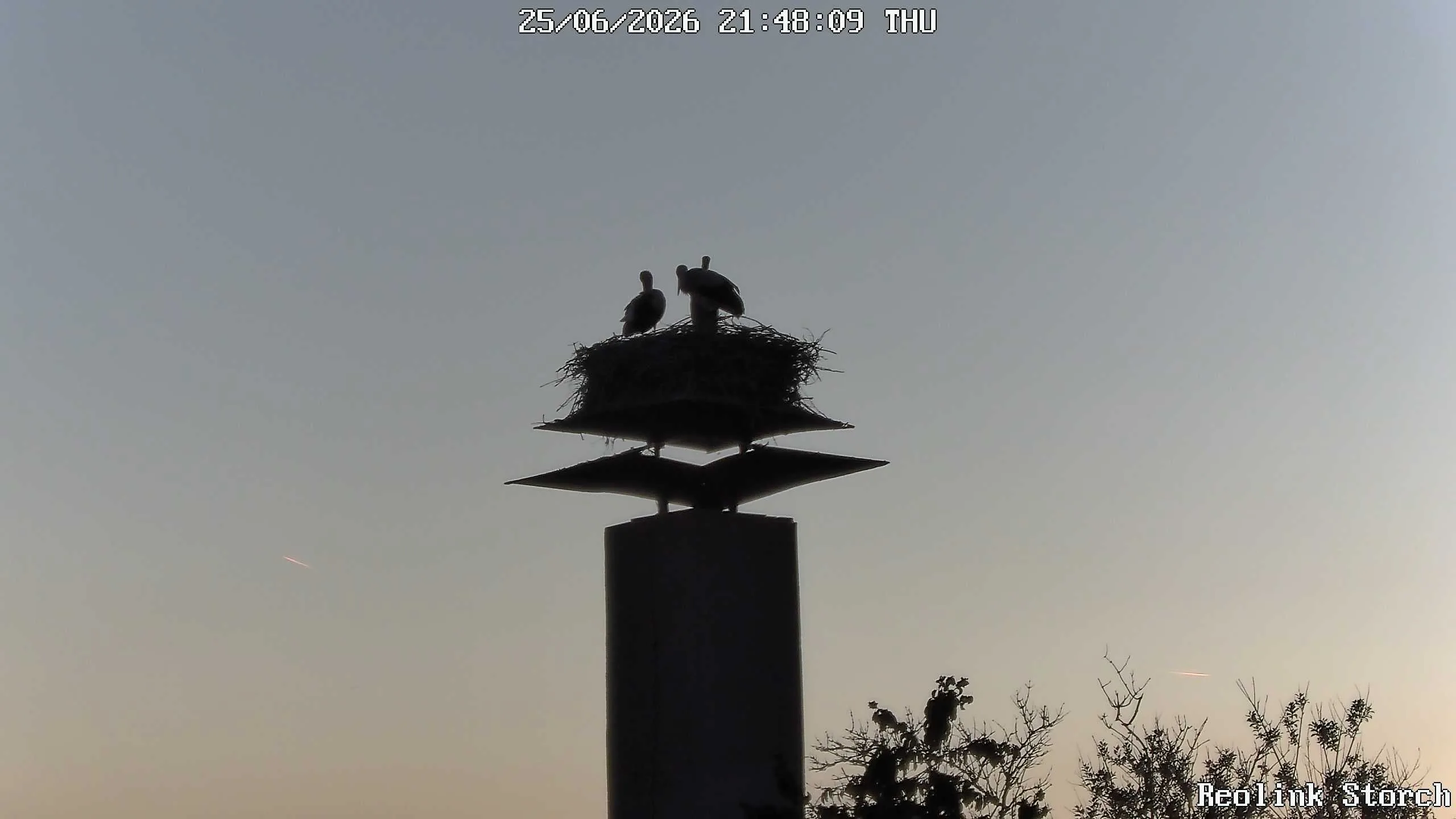 Storchencam Bild