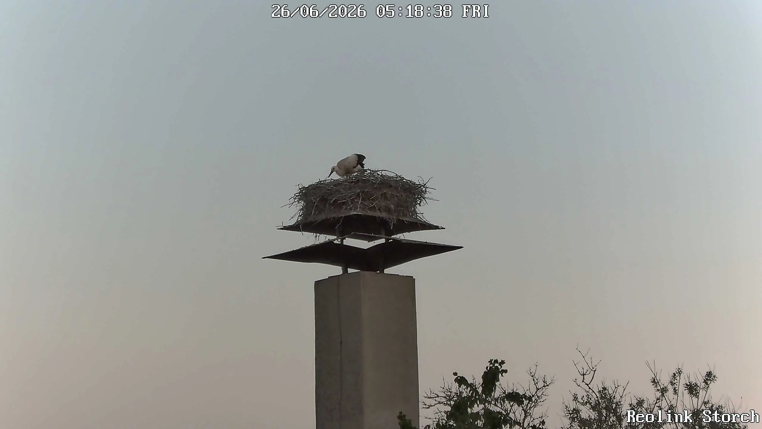 Storchencam Bild