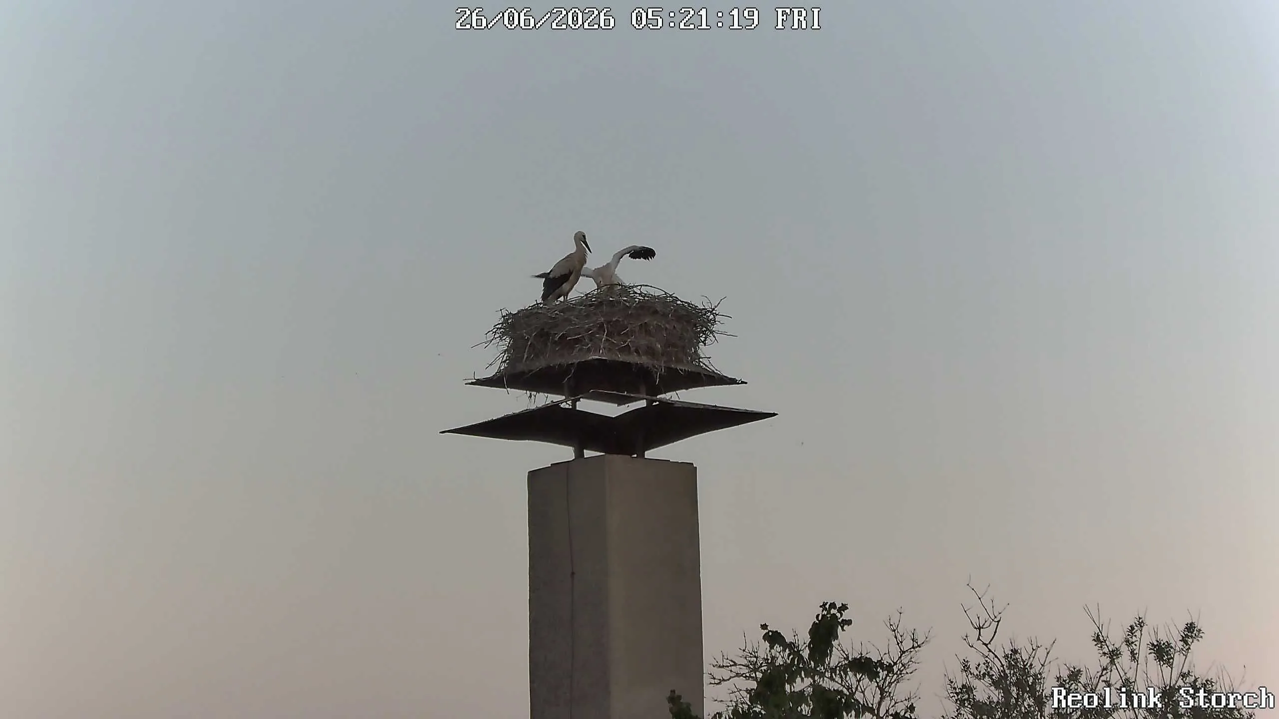 Storchencam Bild