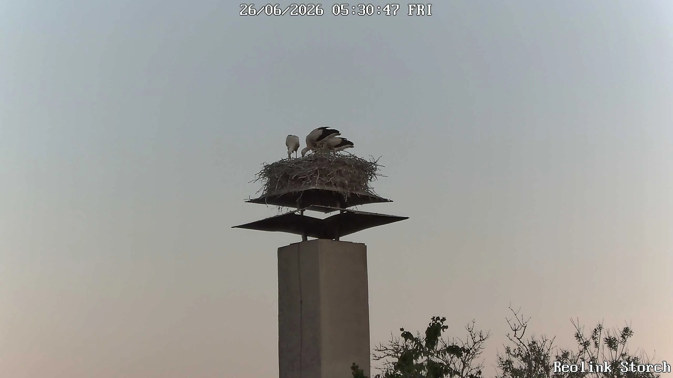 Storchencam Bild