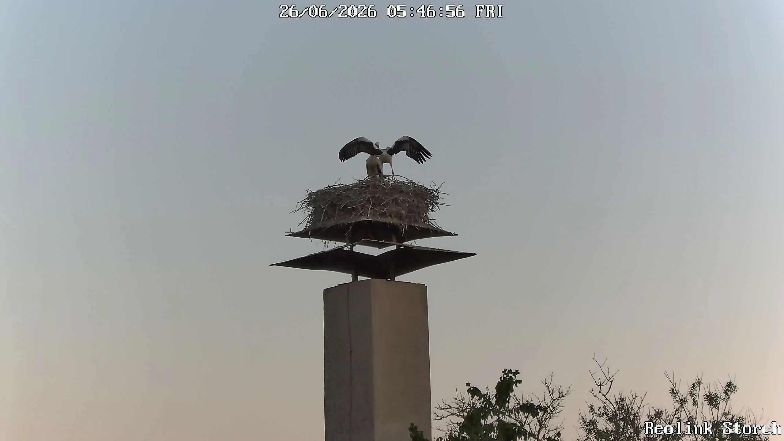 Storchencam Bild