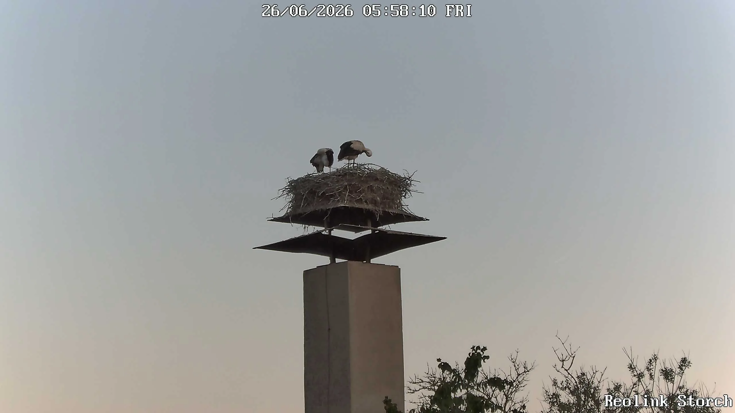 Storchencam Bild