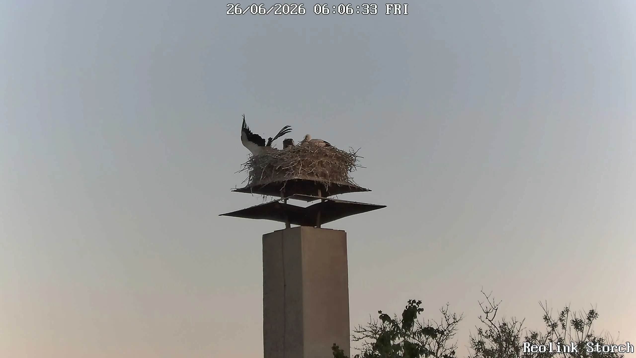 Storchencam Bild