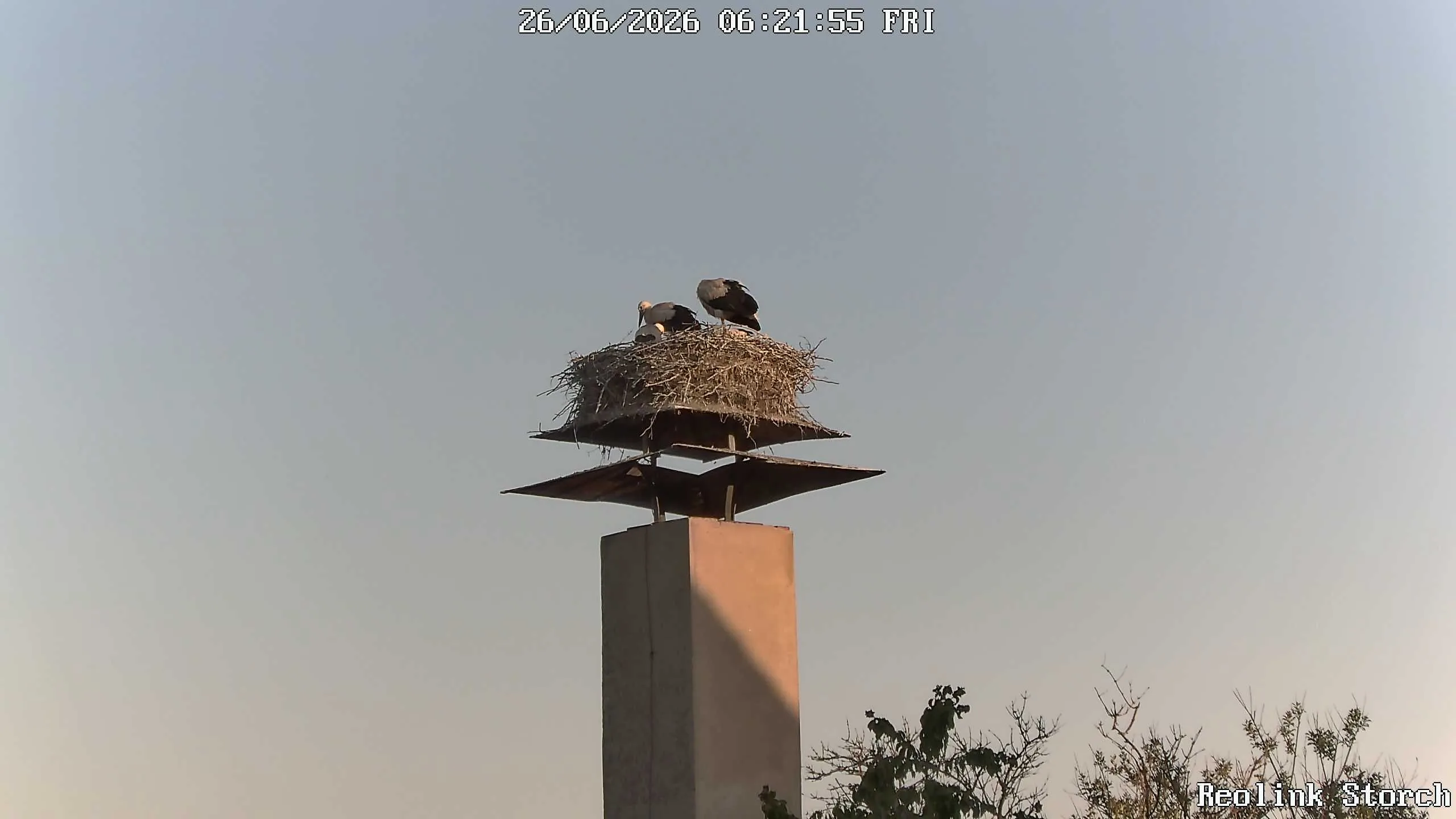 Storchencam Bild