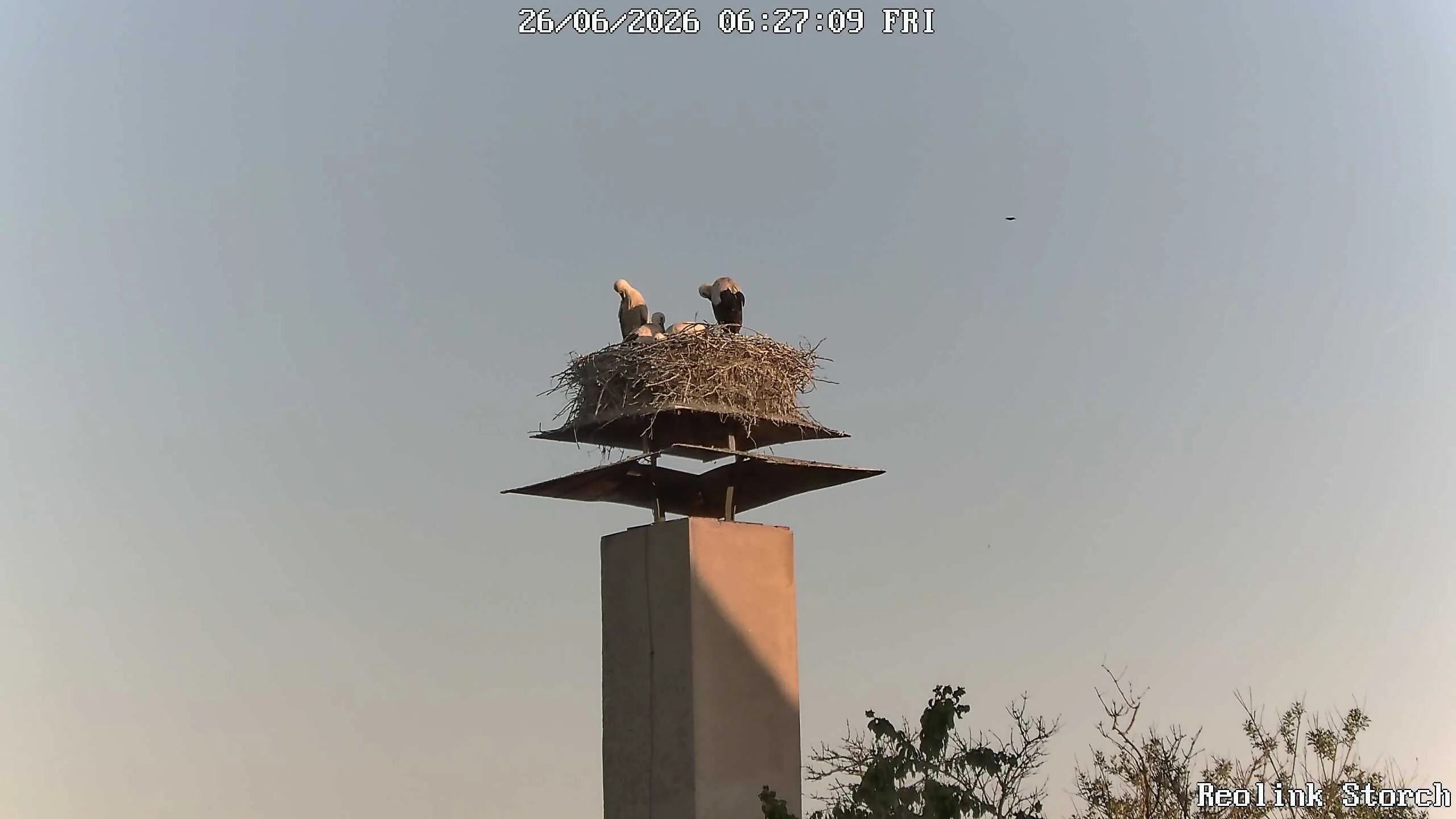 Storchencam Bild