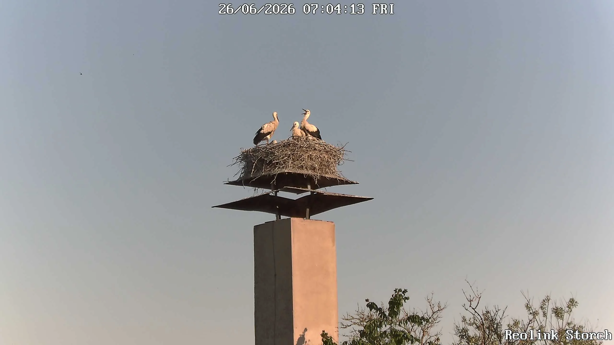 Storchencam Bild
