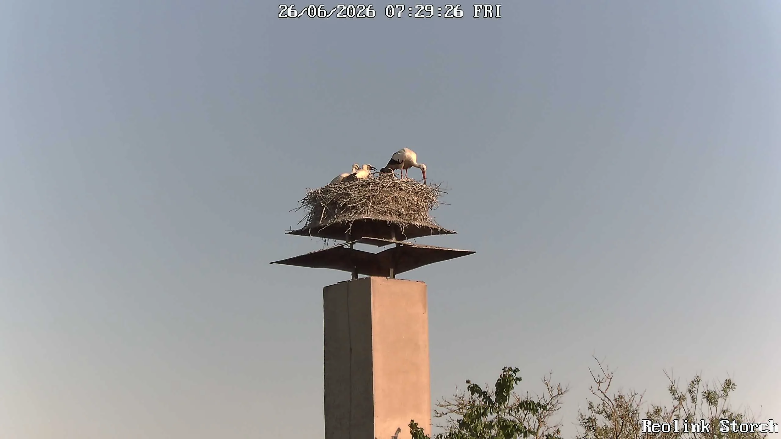 Storchencam Bild