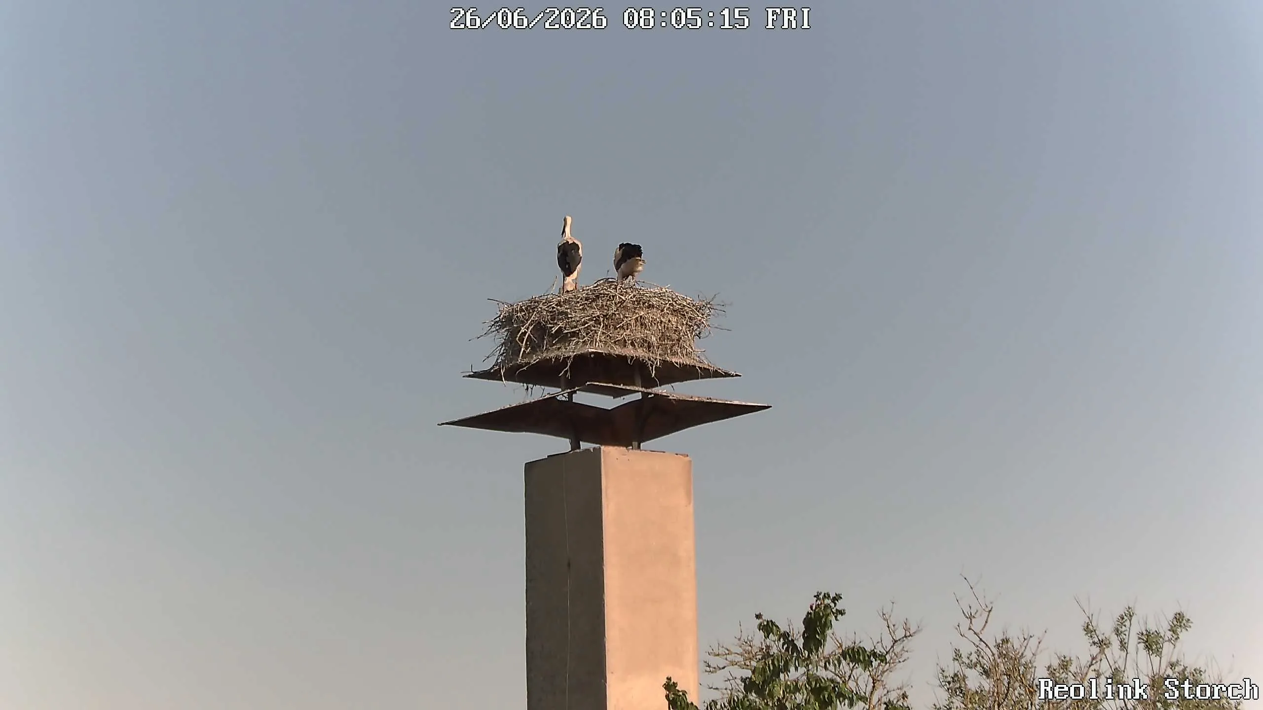 Storchencam Bild