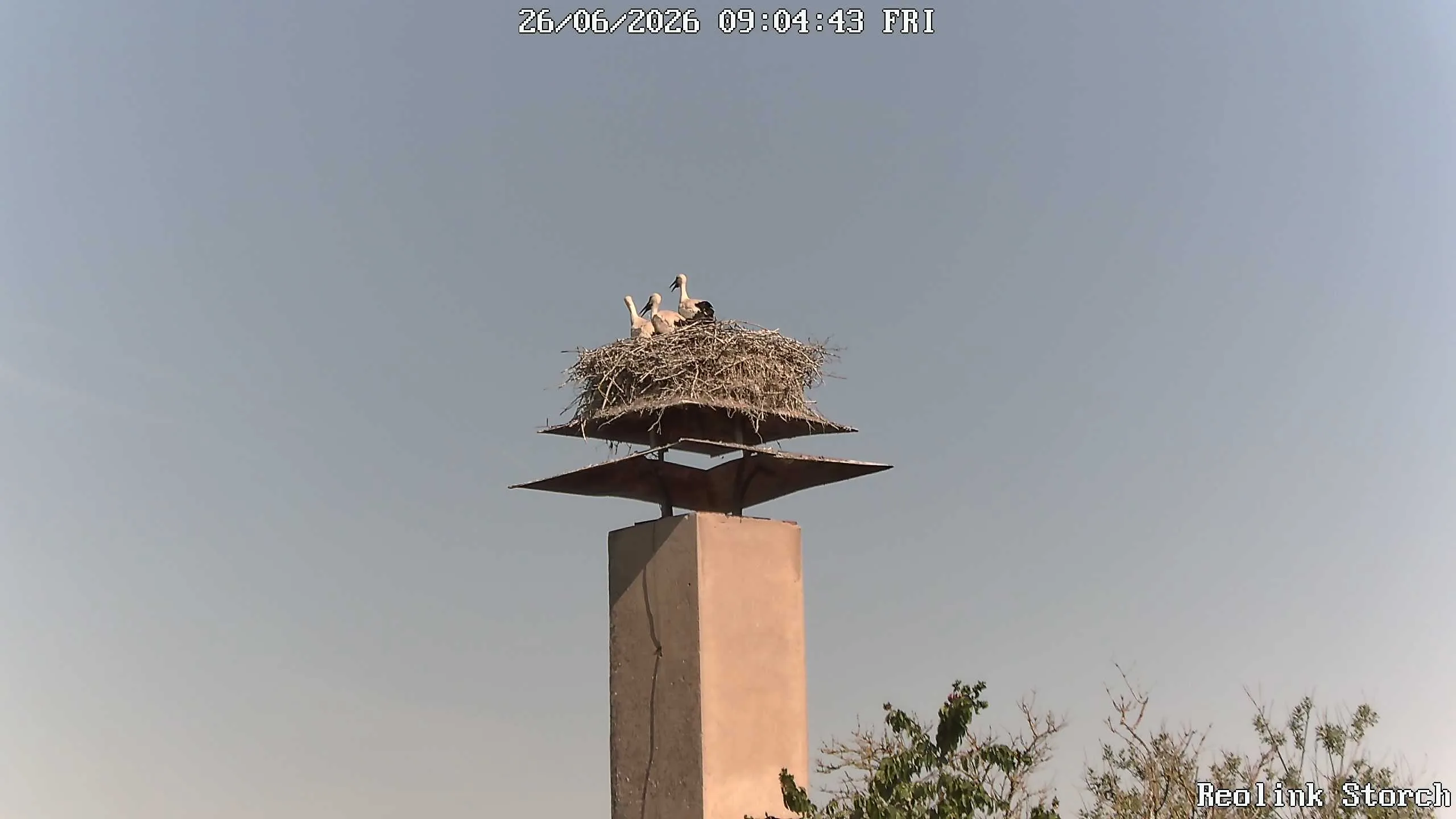 Storchencam Bild