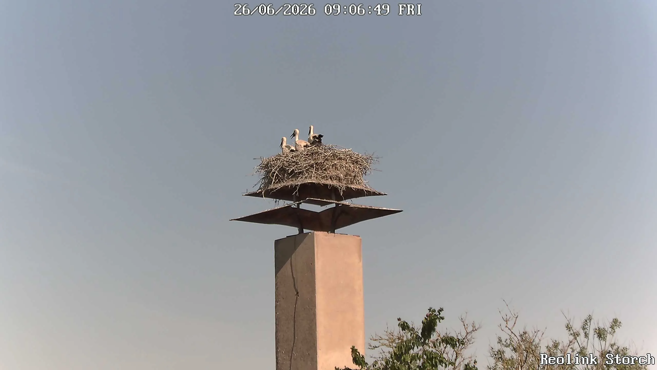 Storchencam Bild
