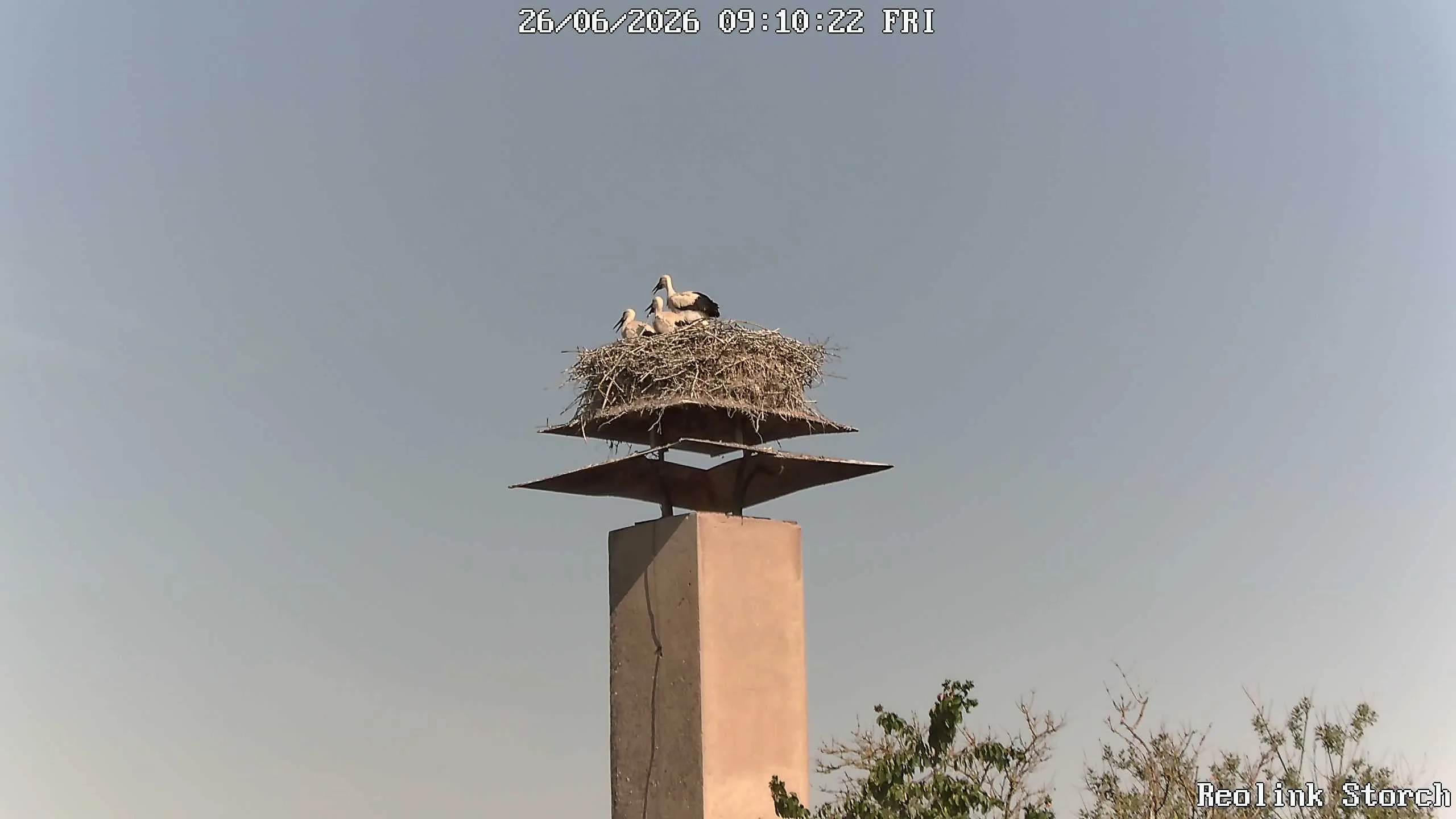 Storchencam Bild