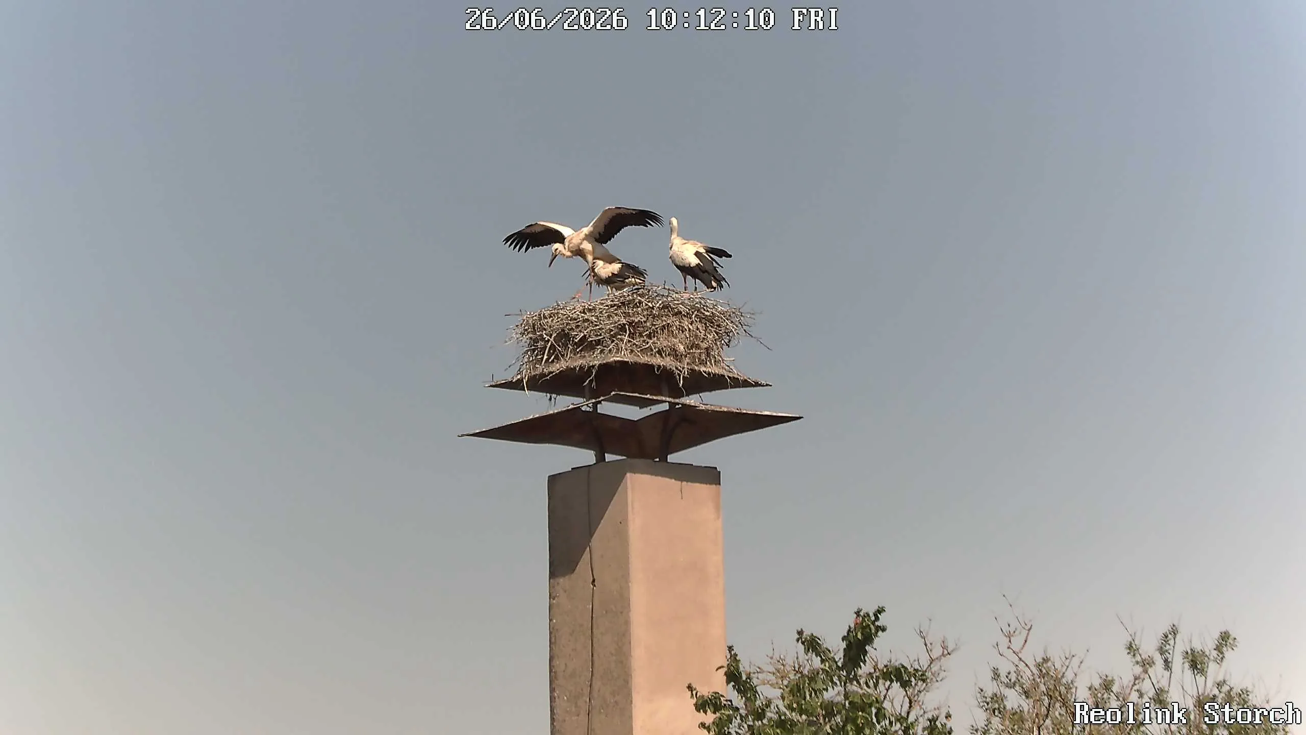 Storchencam Bild