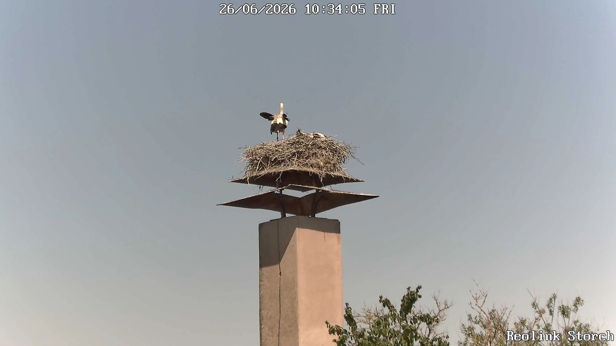 Storchencam Bild