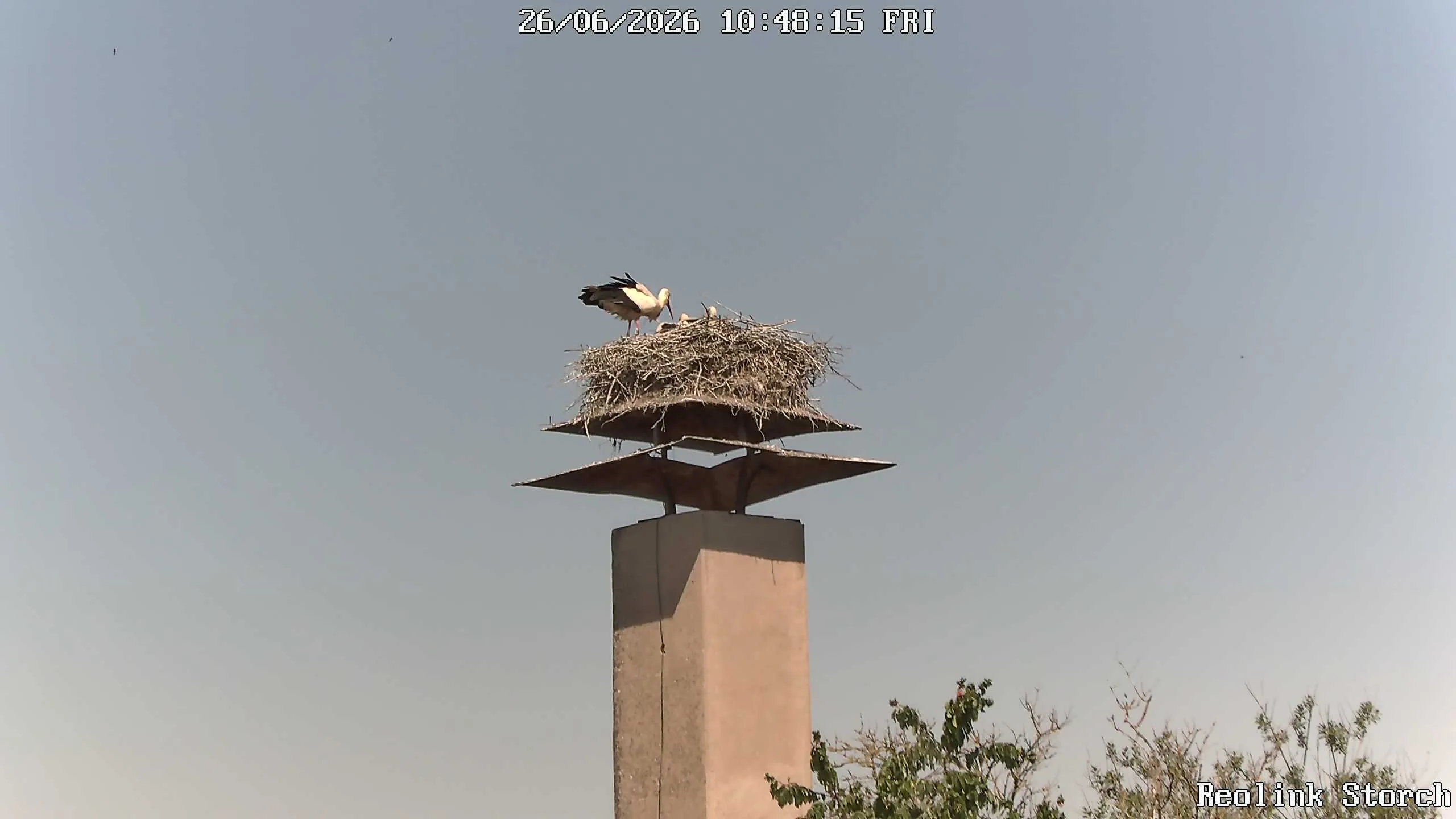 Storchencam Bild
