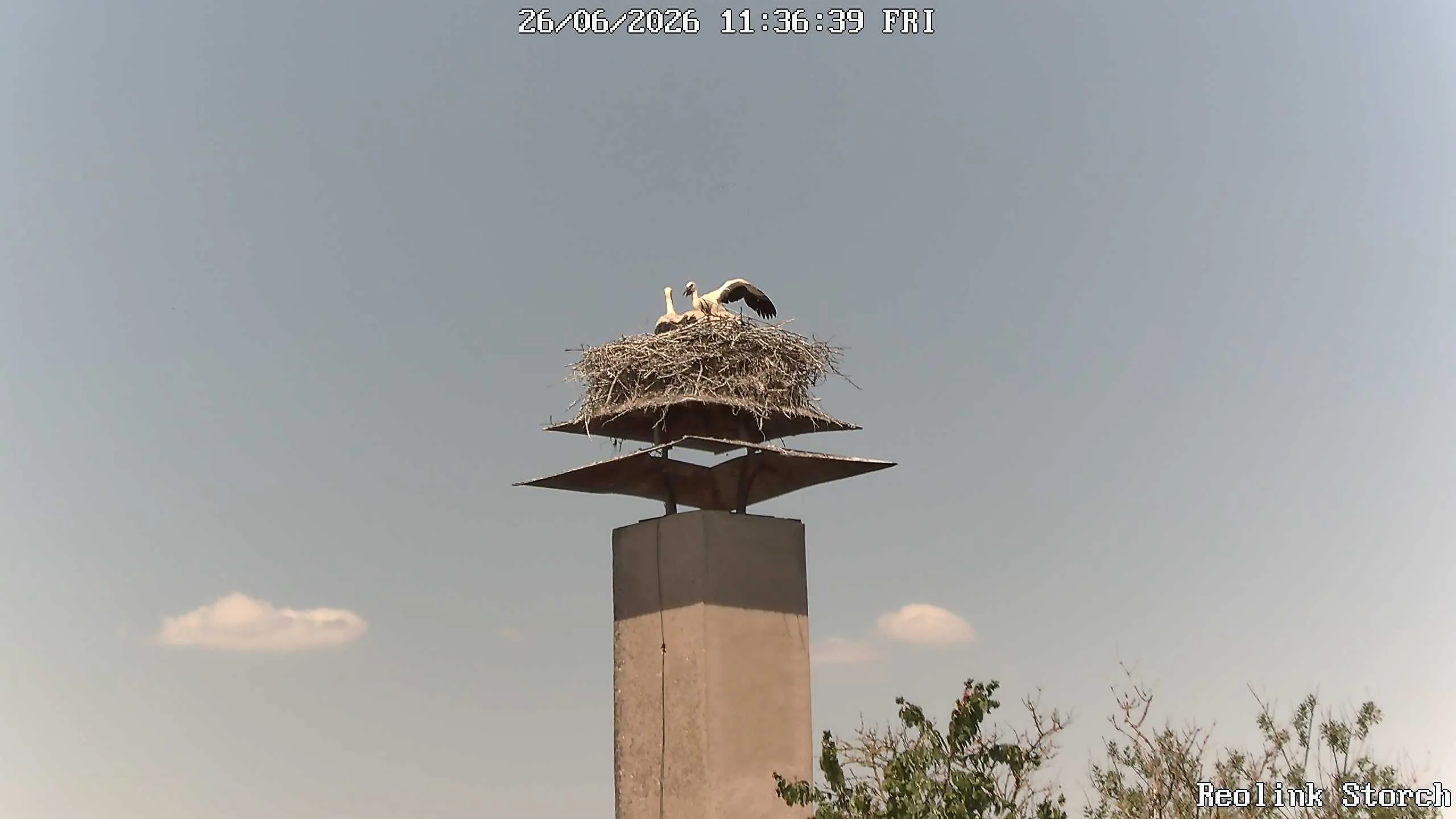Storchencam Bild