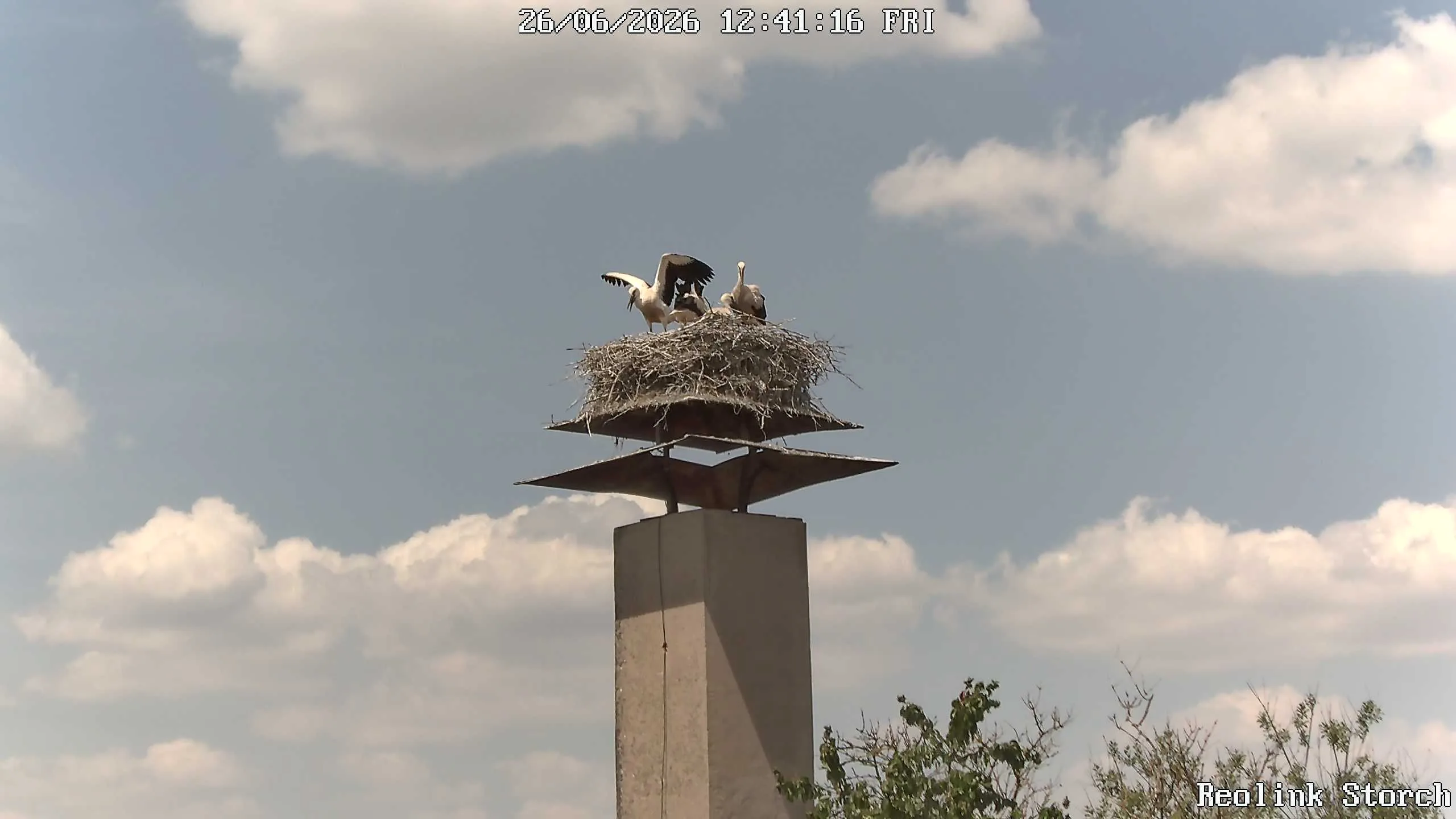 Storchencam Bild