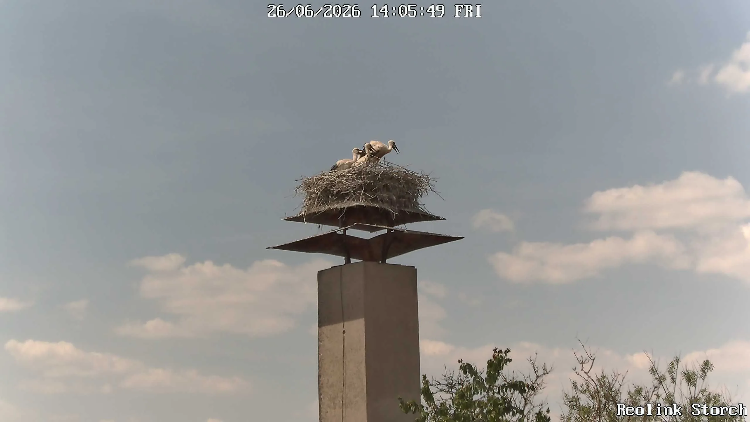 Storchencam Bild