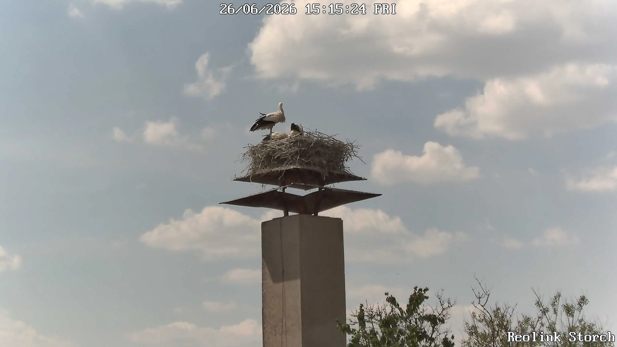 Storchencam Bild