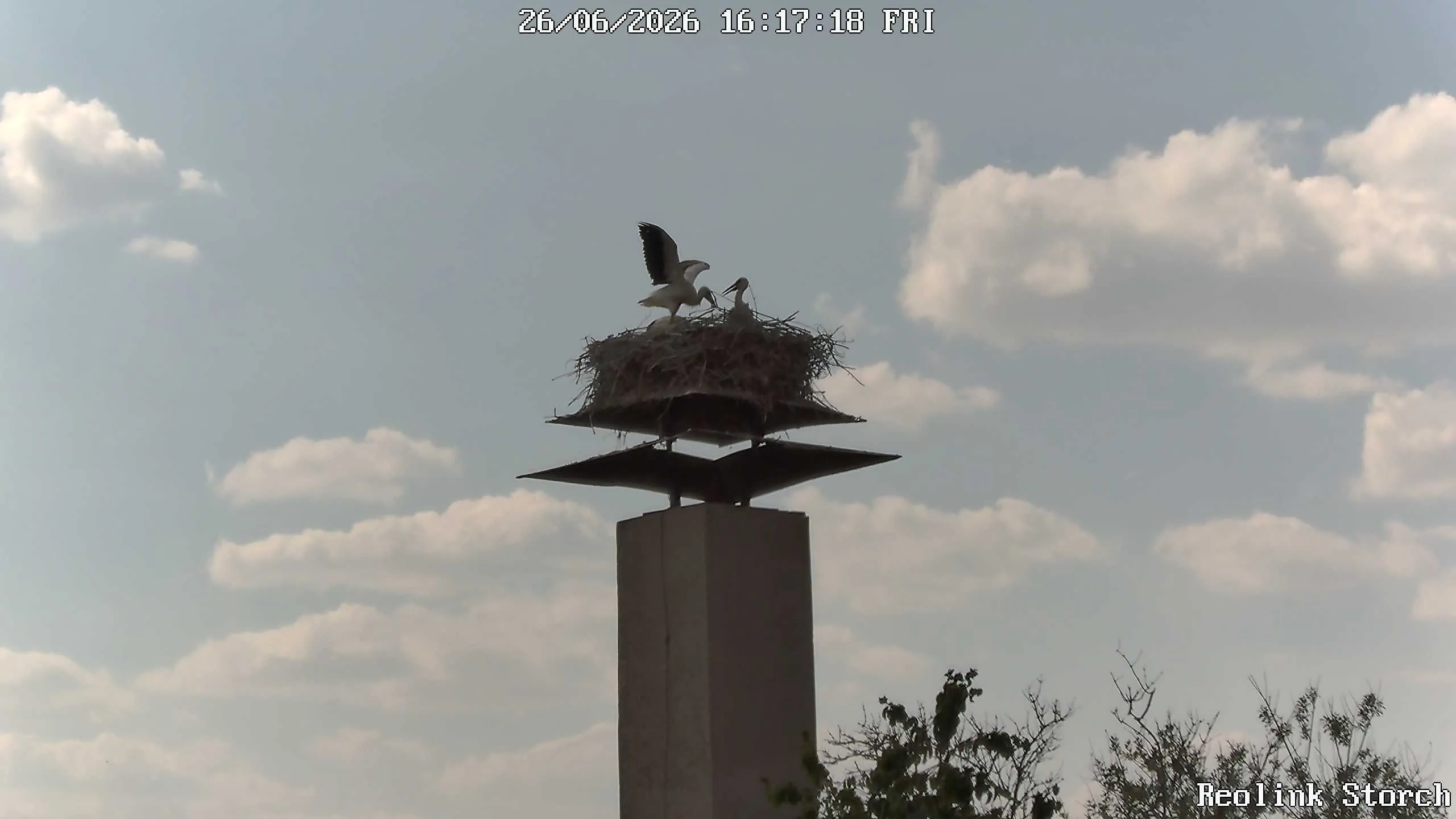 Storchencam Bild