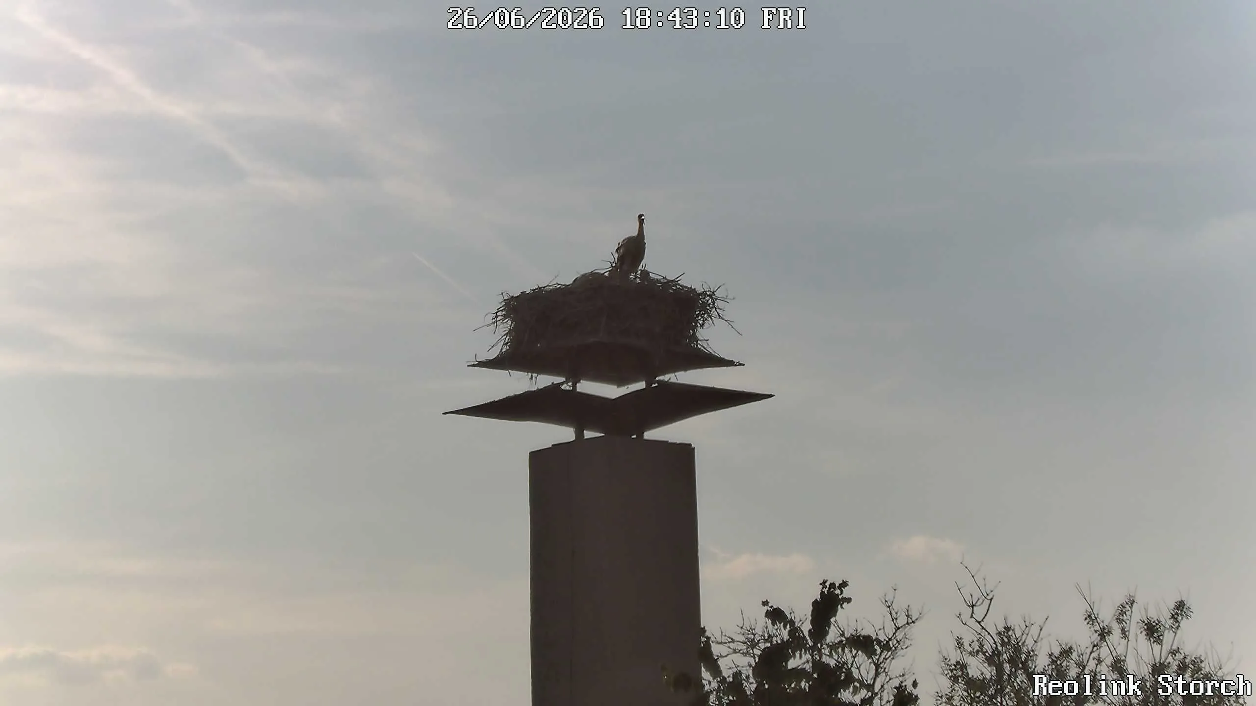 Storchencam Bild
