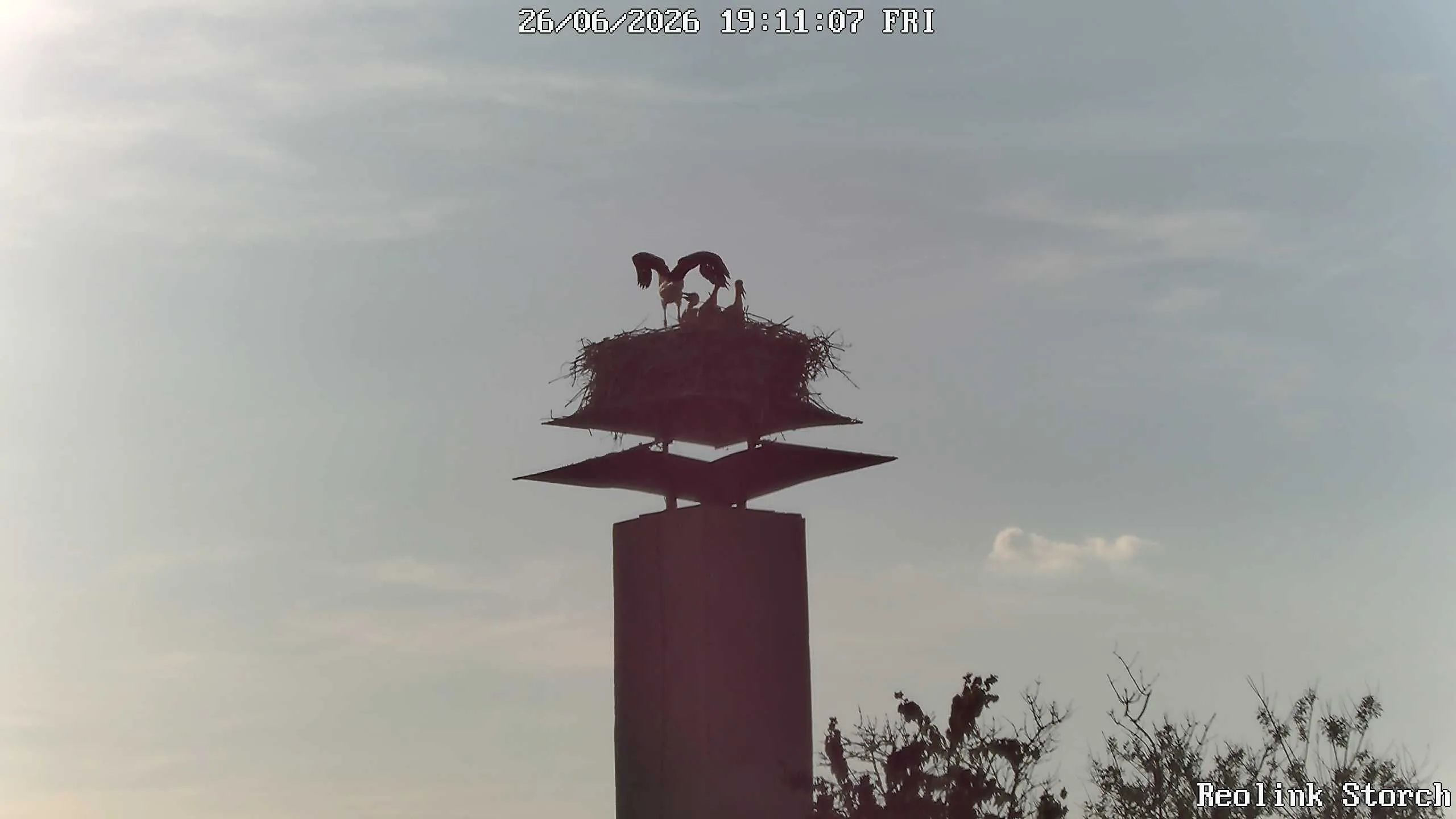 Storchencam Bild