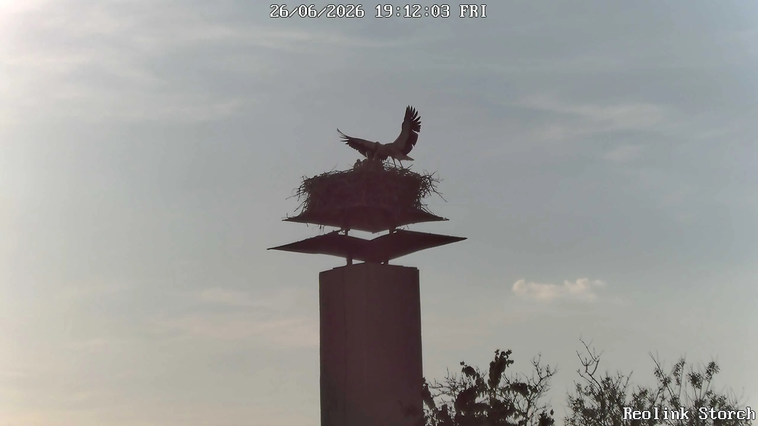 Storchencam Bild