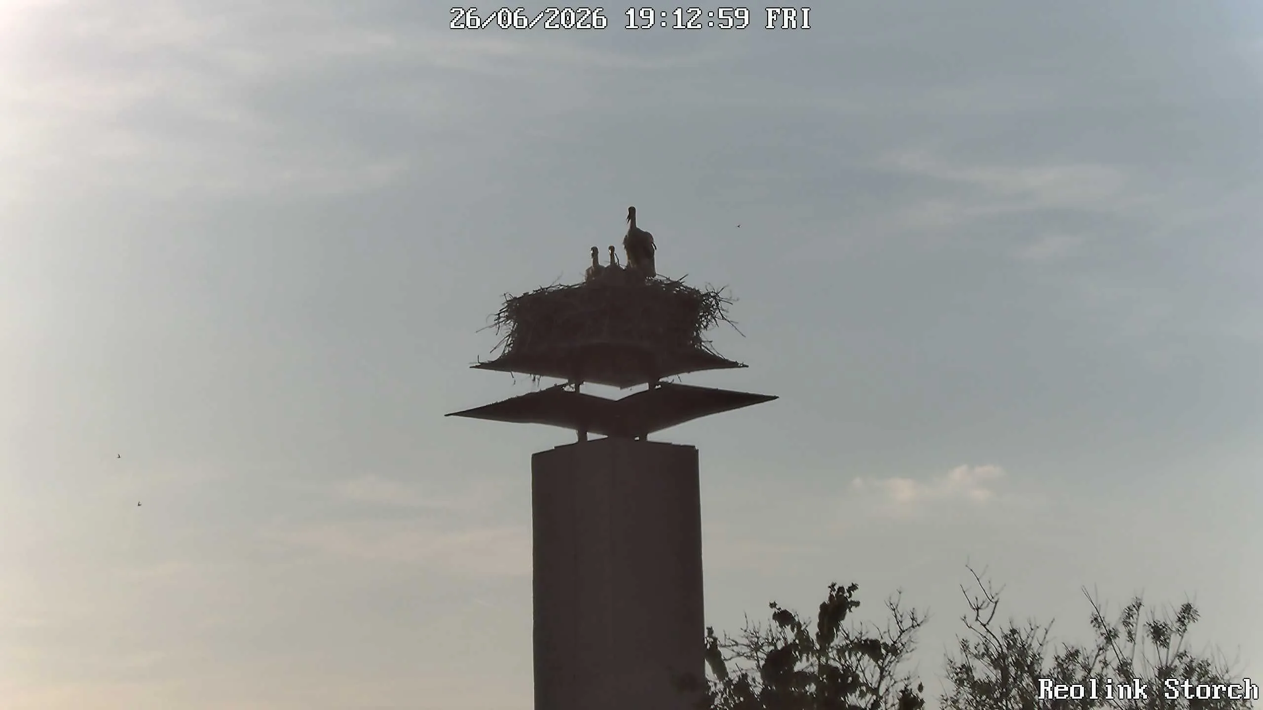 Storchencam Bild