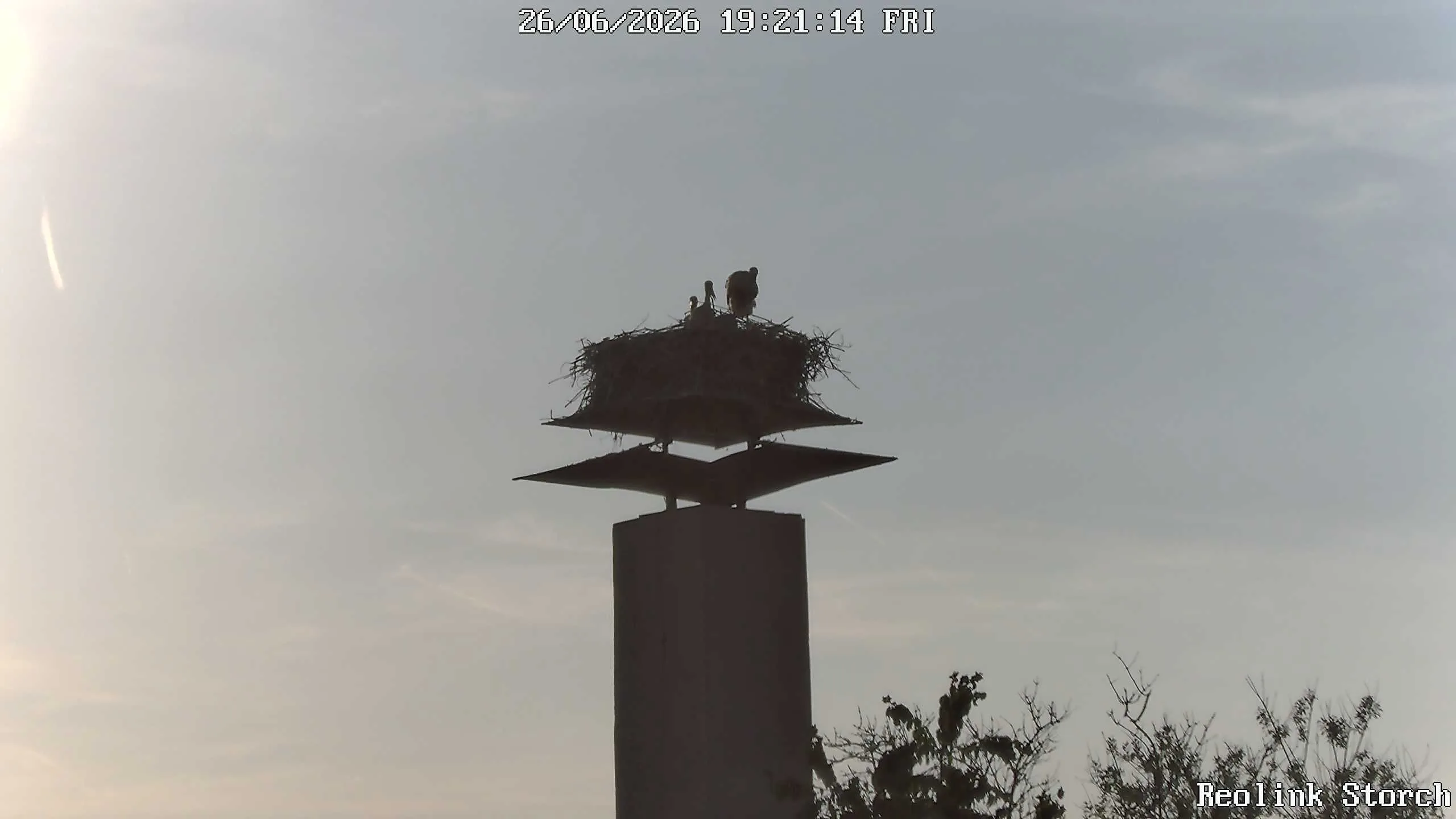 Storchencam Bild