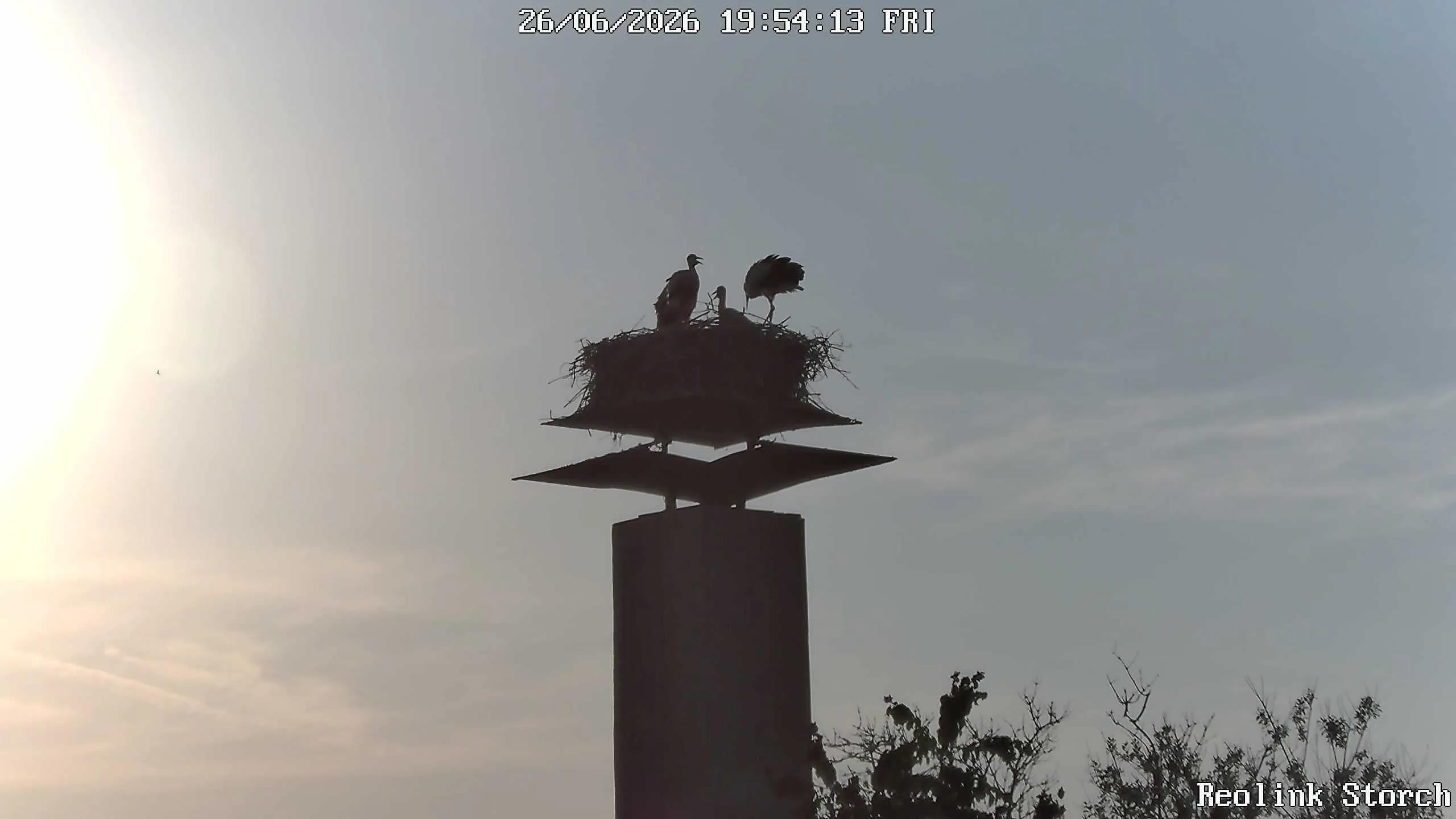 Storchencam Bild