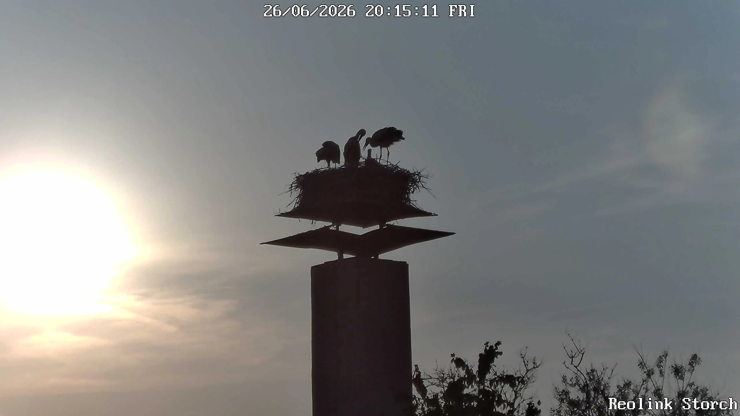 Storchencam Bild
