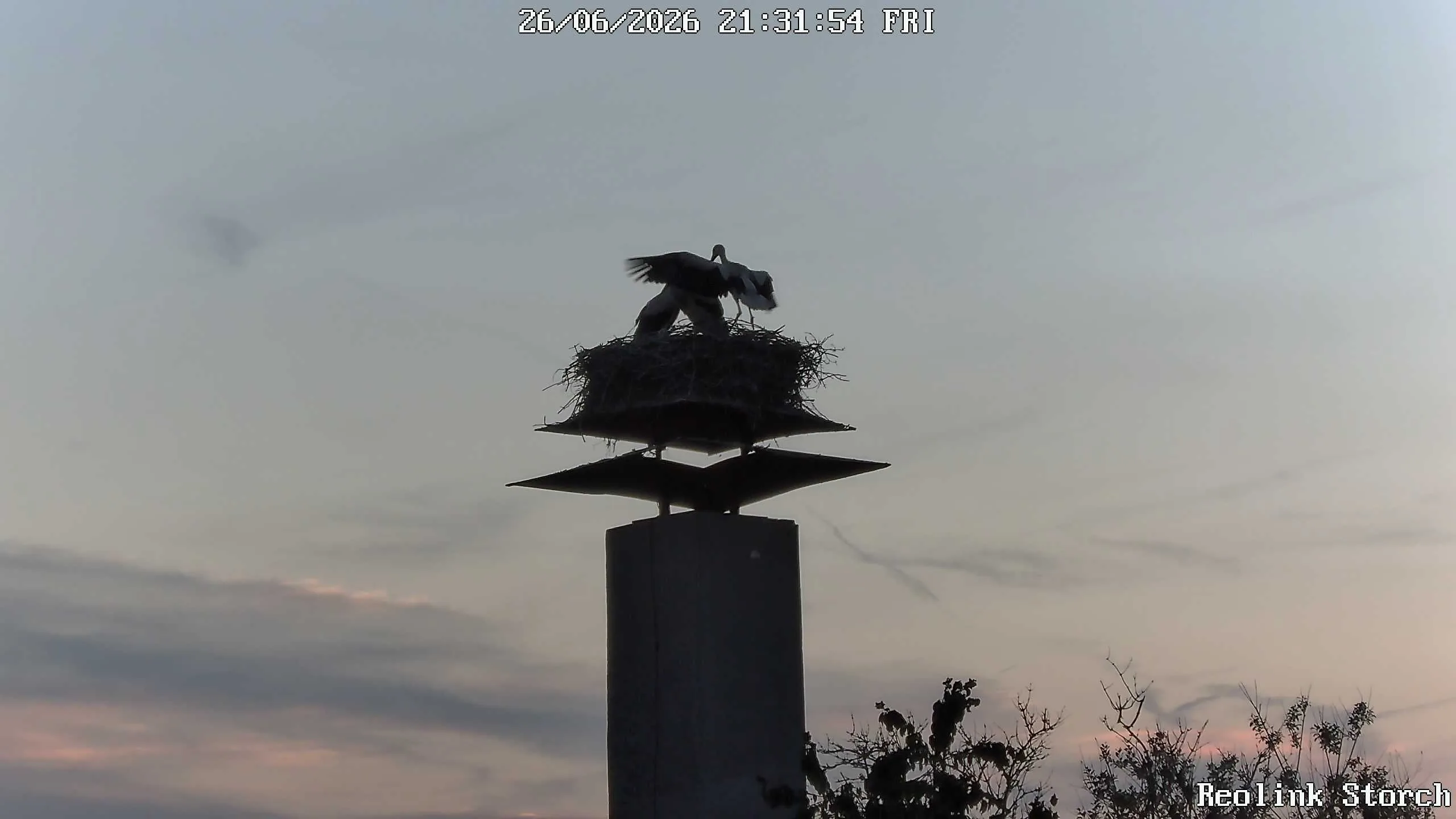 Storchencam Bild